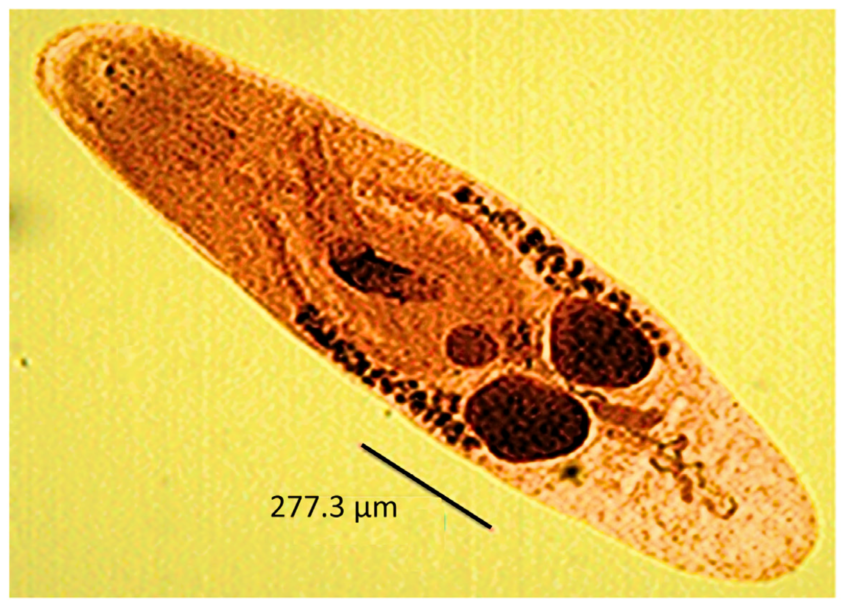 Diversity 17 00011 g002