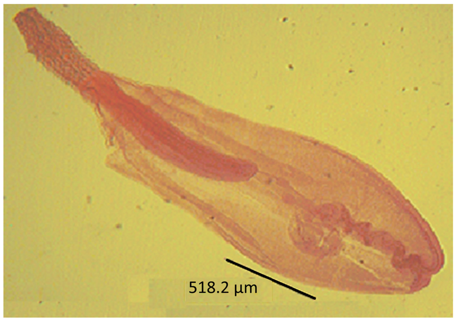 Diversity 17 00011 g004