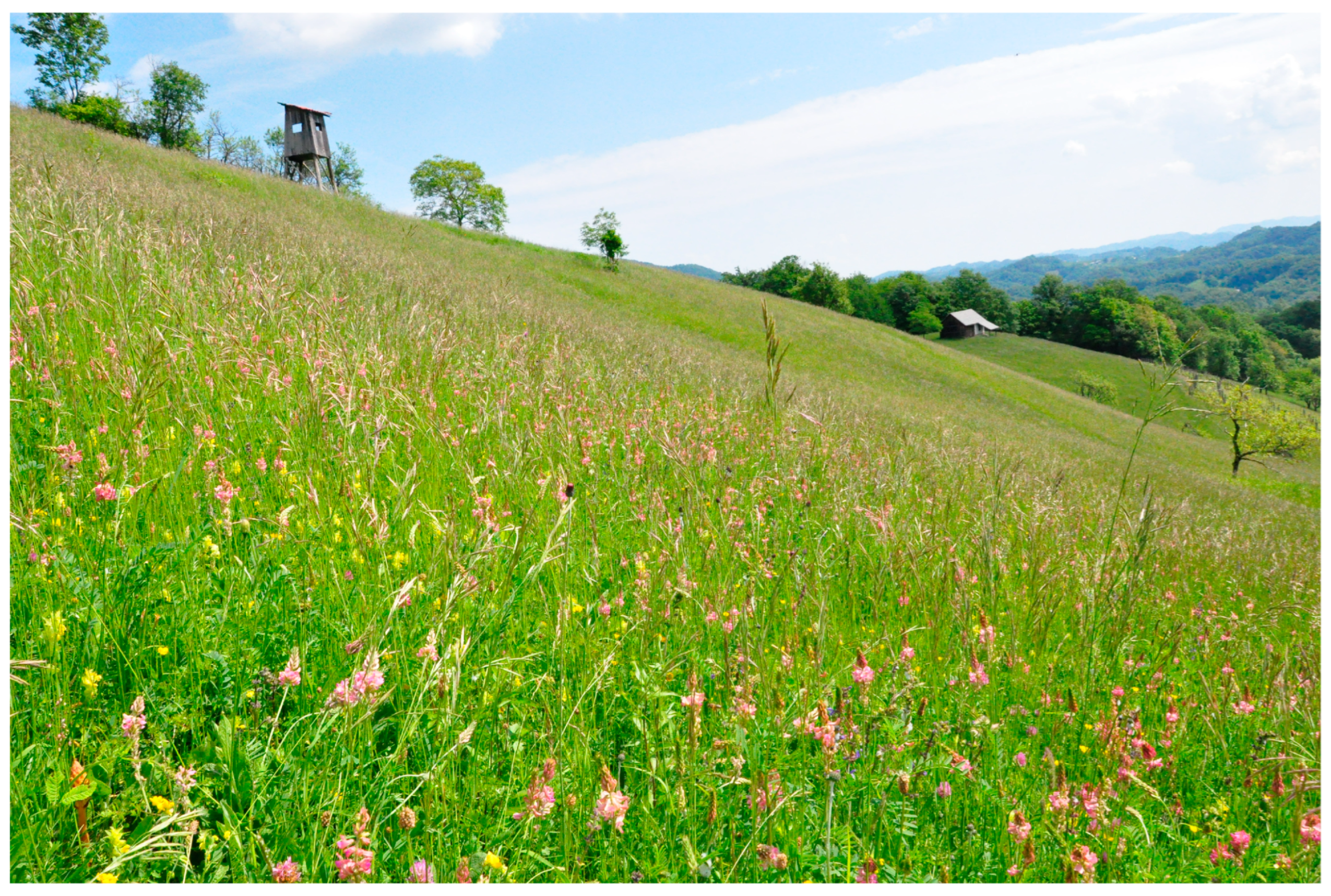 Diversity 17 00022 g002