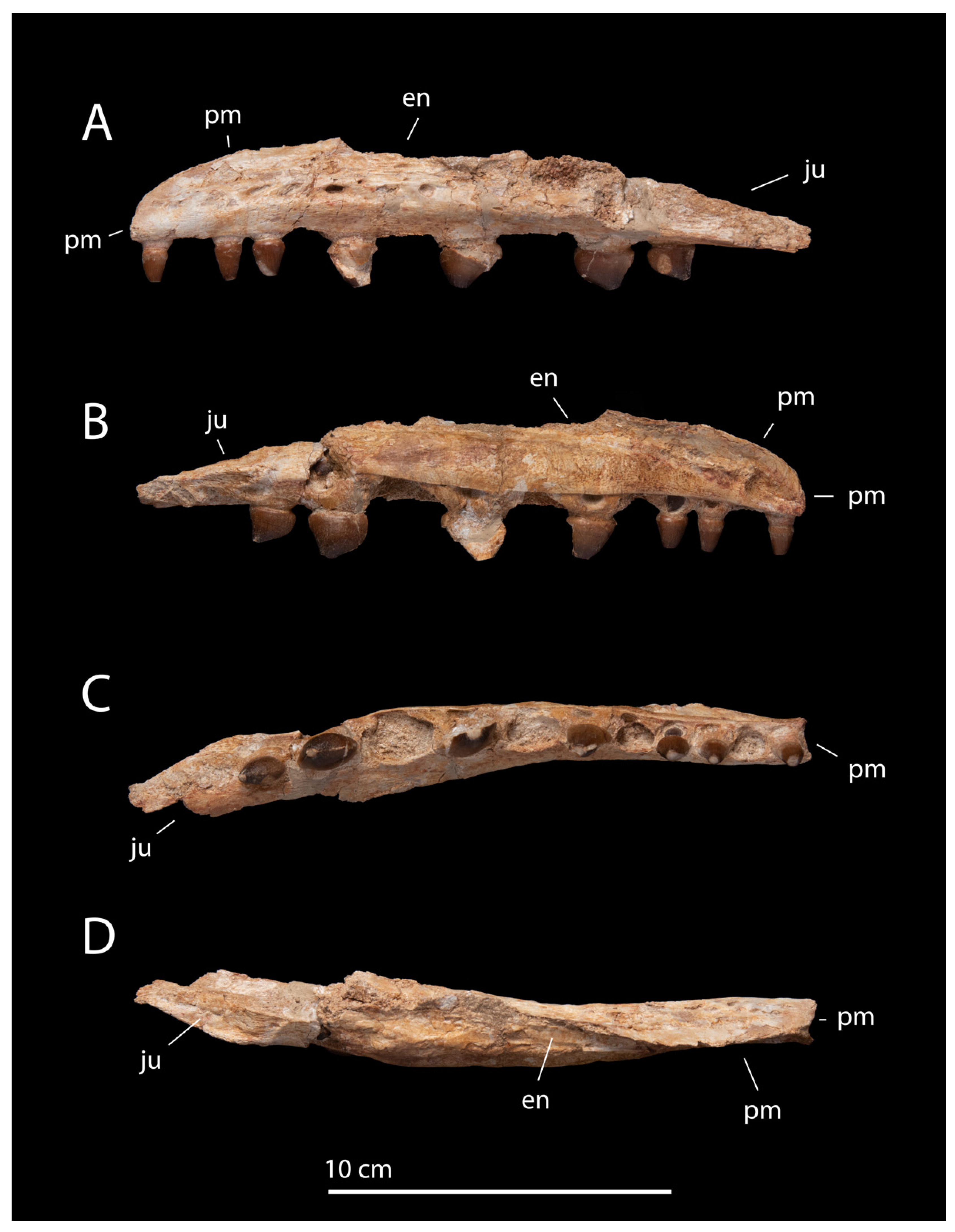 Diversity 17 00025 g003 Diversity 17 00025 g003