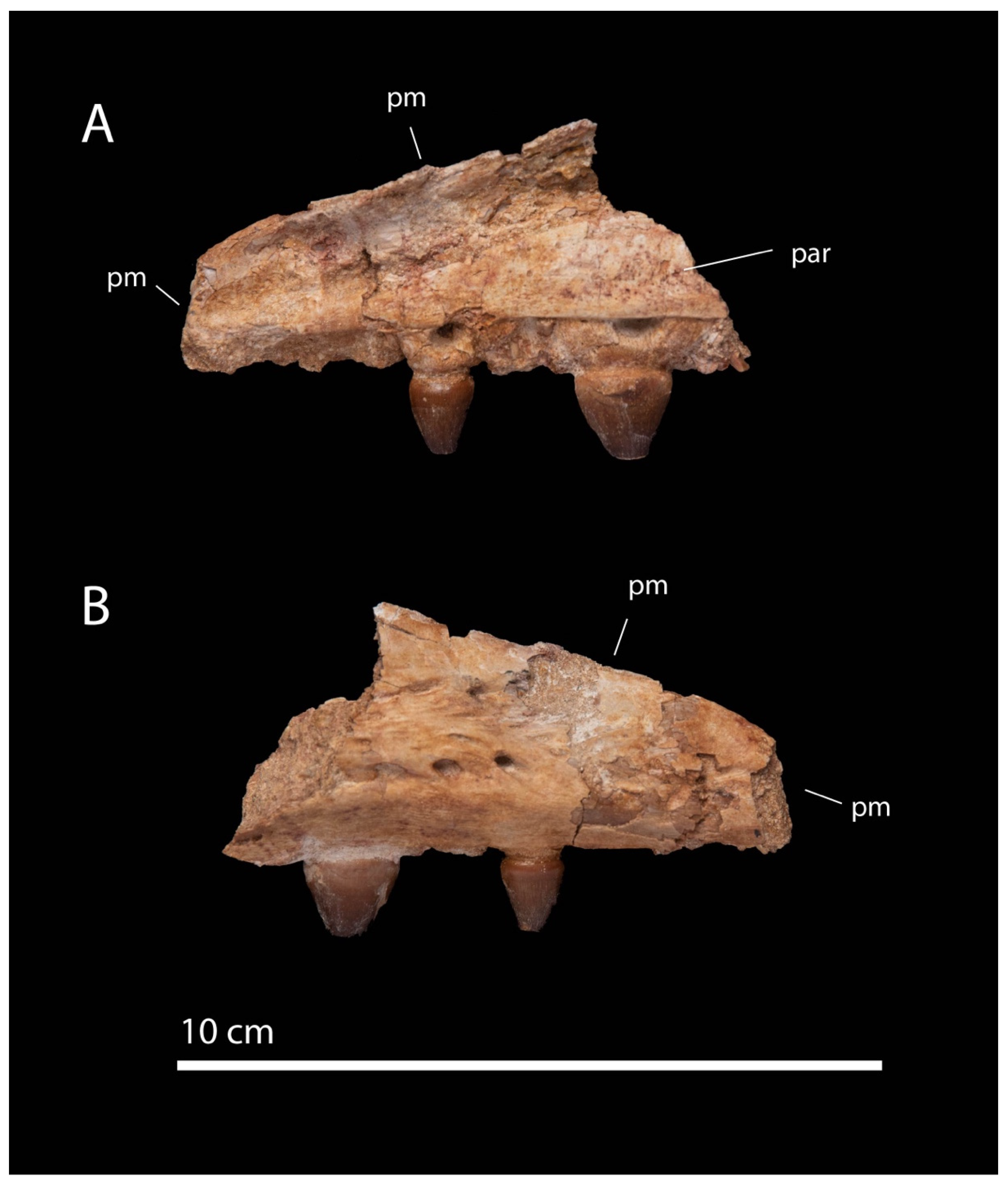 Diversity 17 00025 g004 Diversity 17 00025 g004