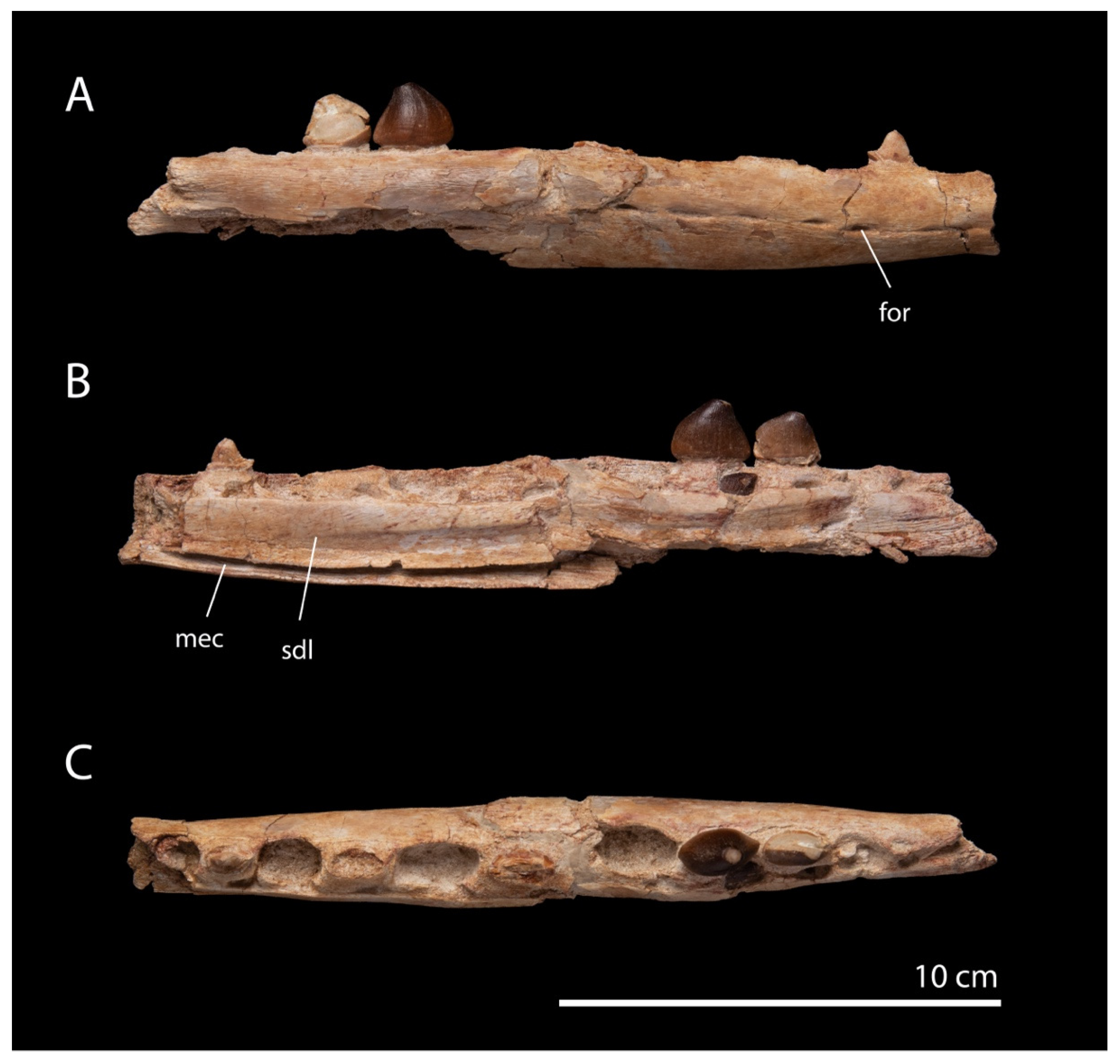 Diversity 17 00025 g005 Diversity 17 00025 g005