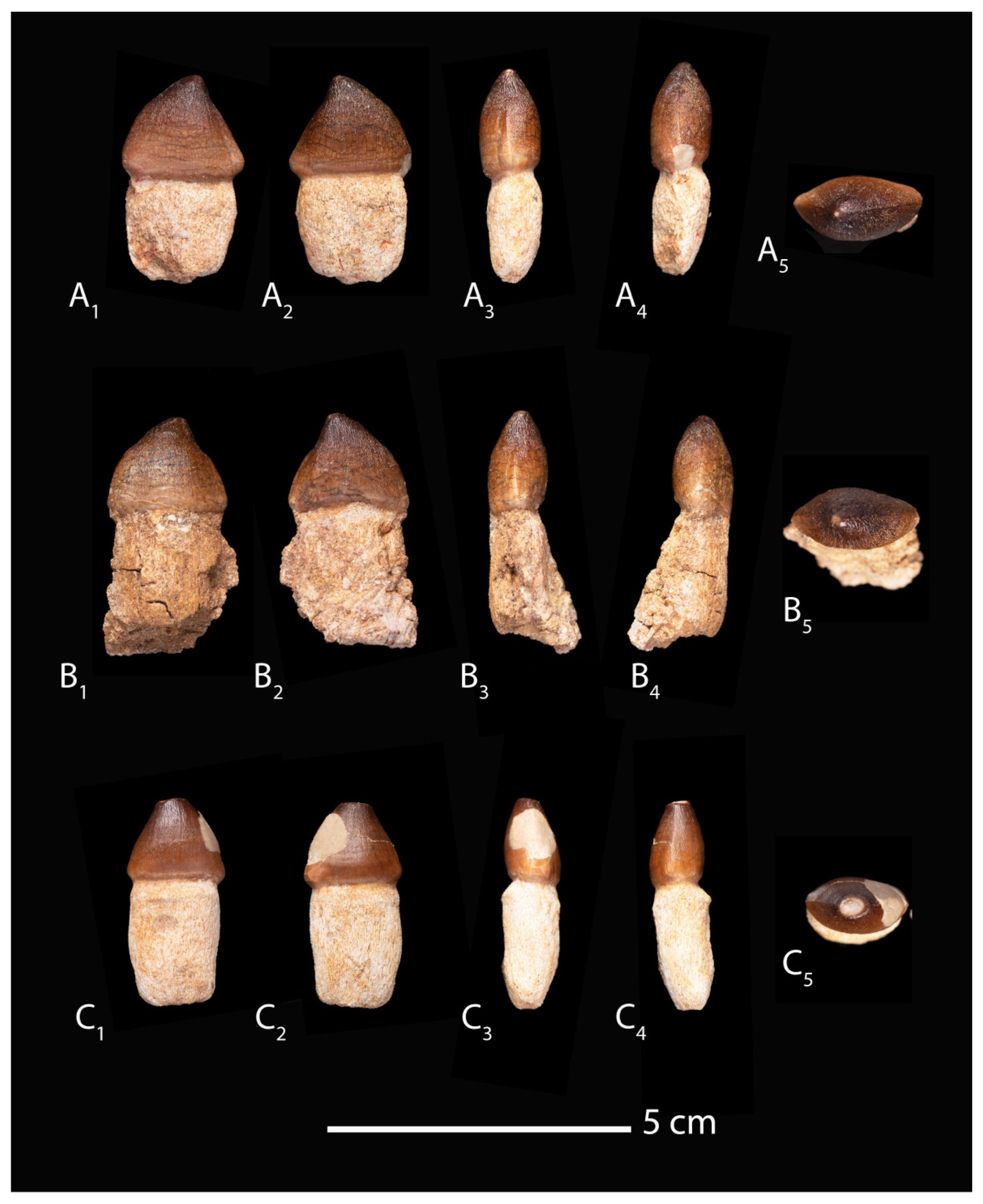 Diversity 17 00025 g006 Diversity 17 00025 g006