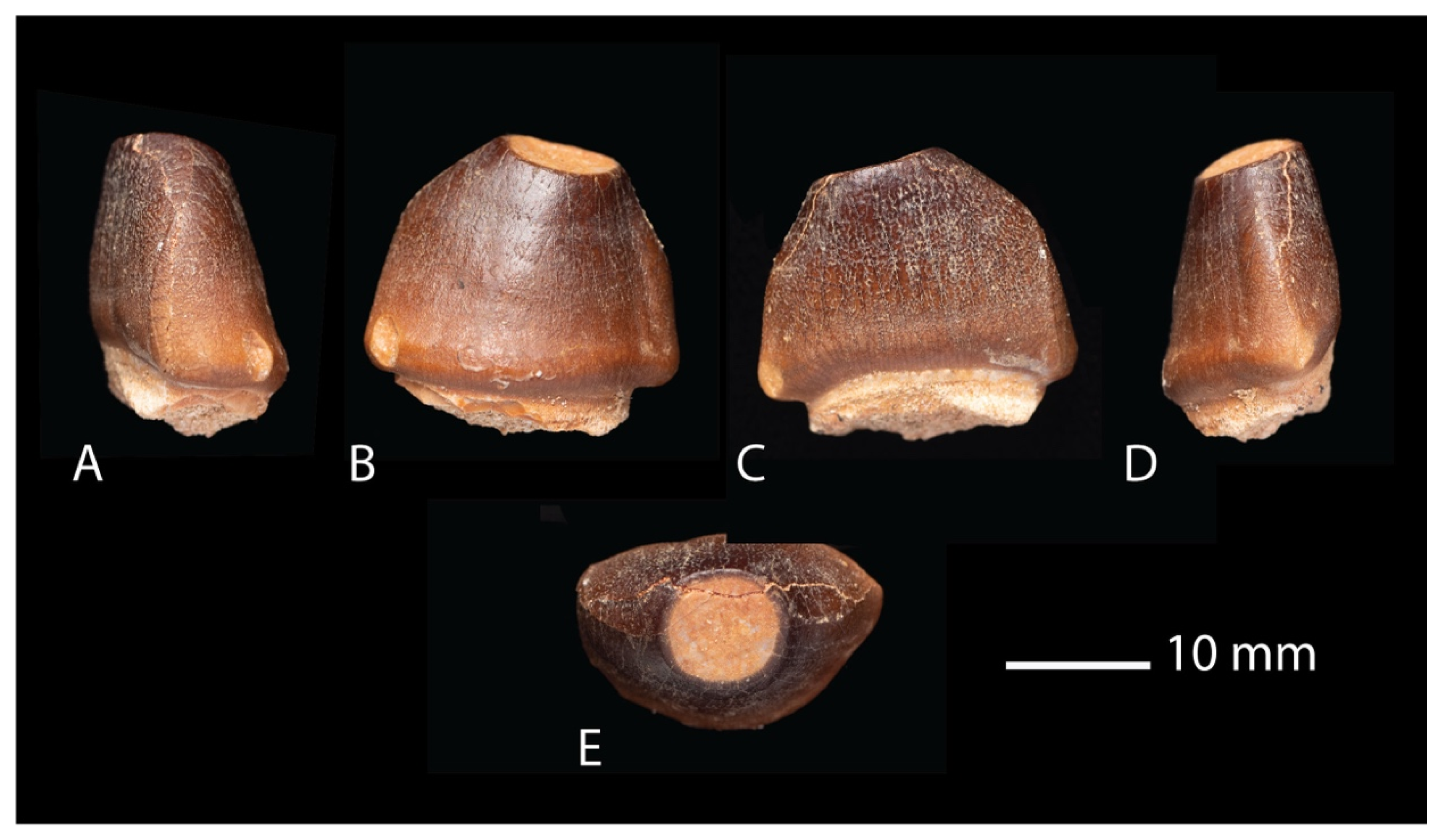 Diversity 17 00025 g007 Diversity 17 00025 g007