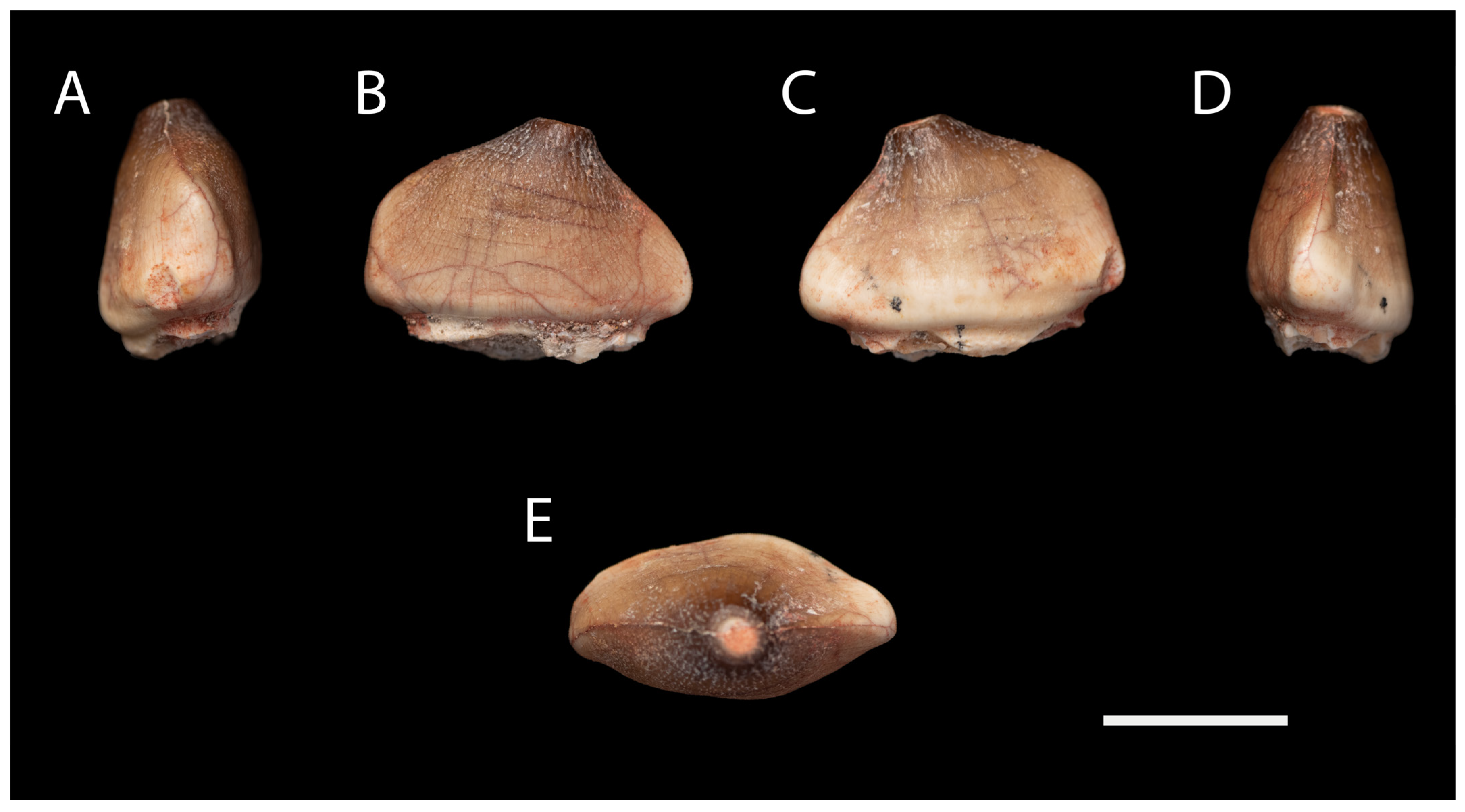 Diversity 17 00025 g009 Diversity 17 00025 g009