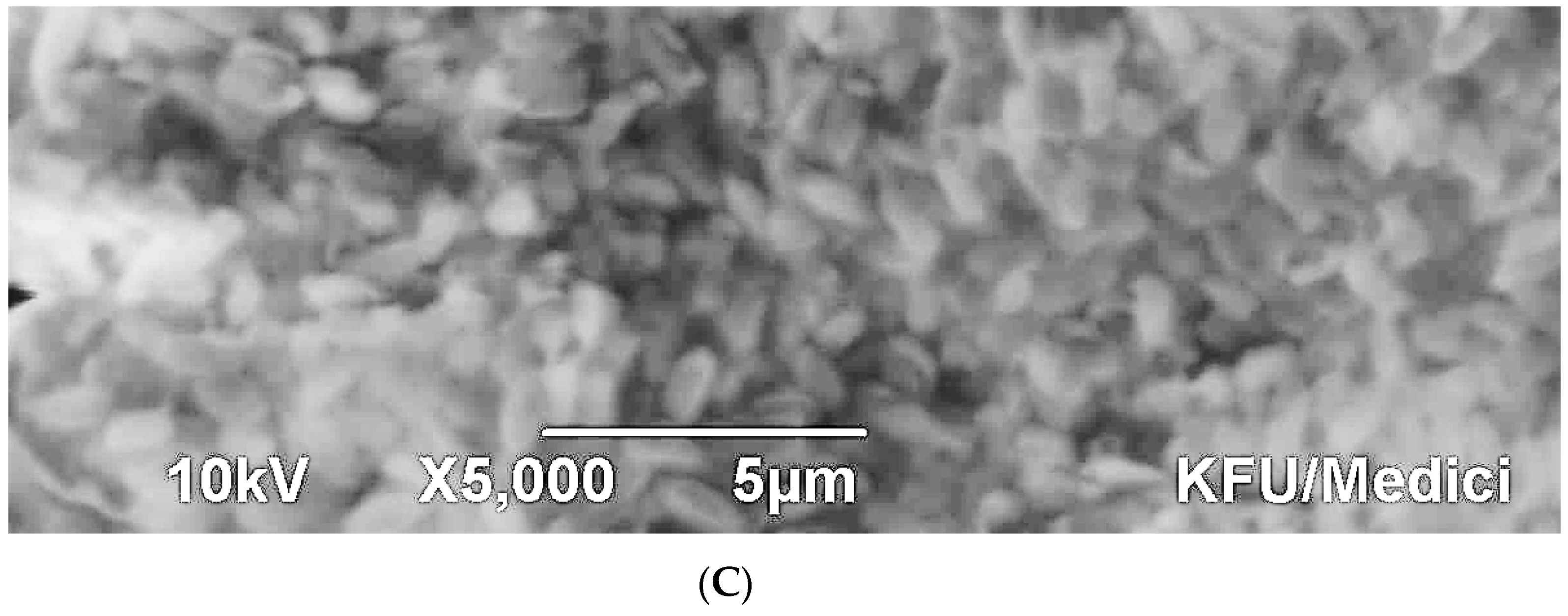 Diversity 17 00037 g004b