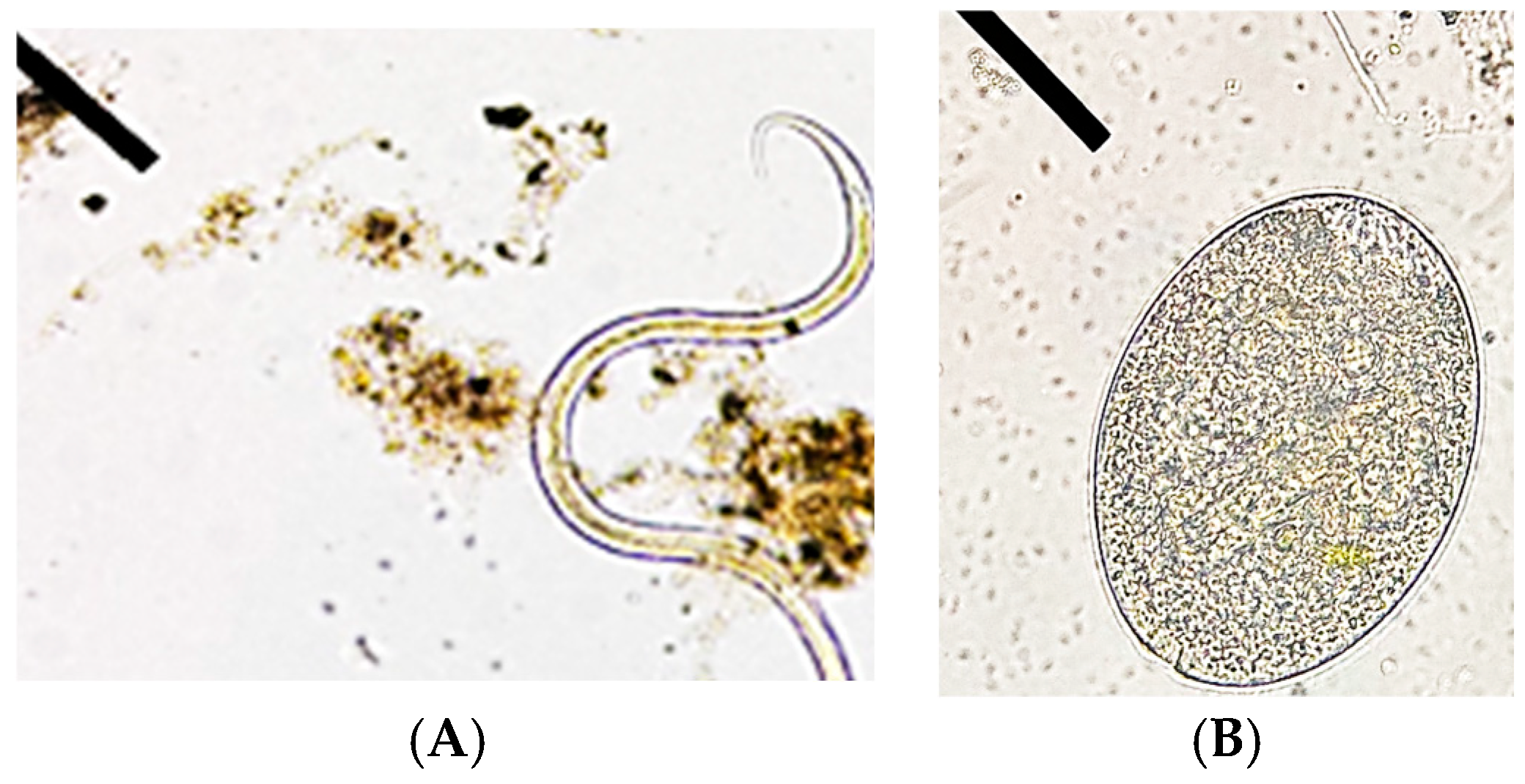 Diversity 17 00037 g005