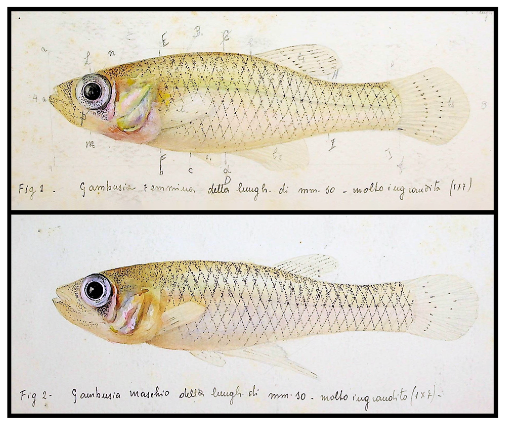 Diversity 17 00048 g001 Diversity 17 00048 g001