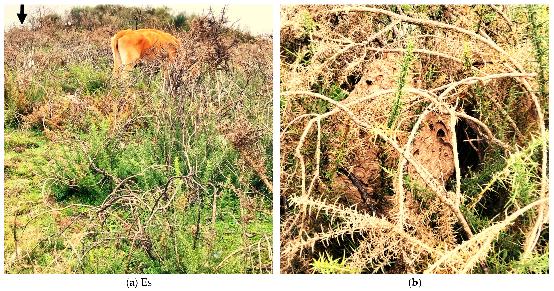 Diversity 17 00053 g001