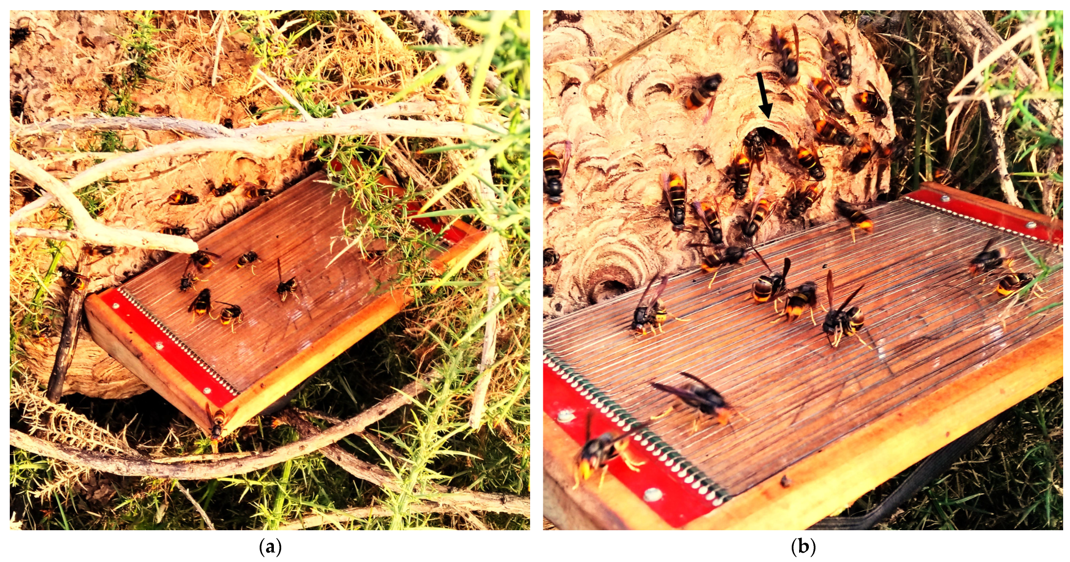 Diversity 17 00053 g002