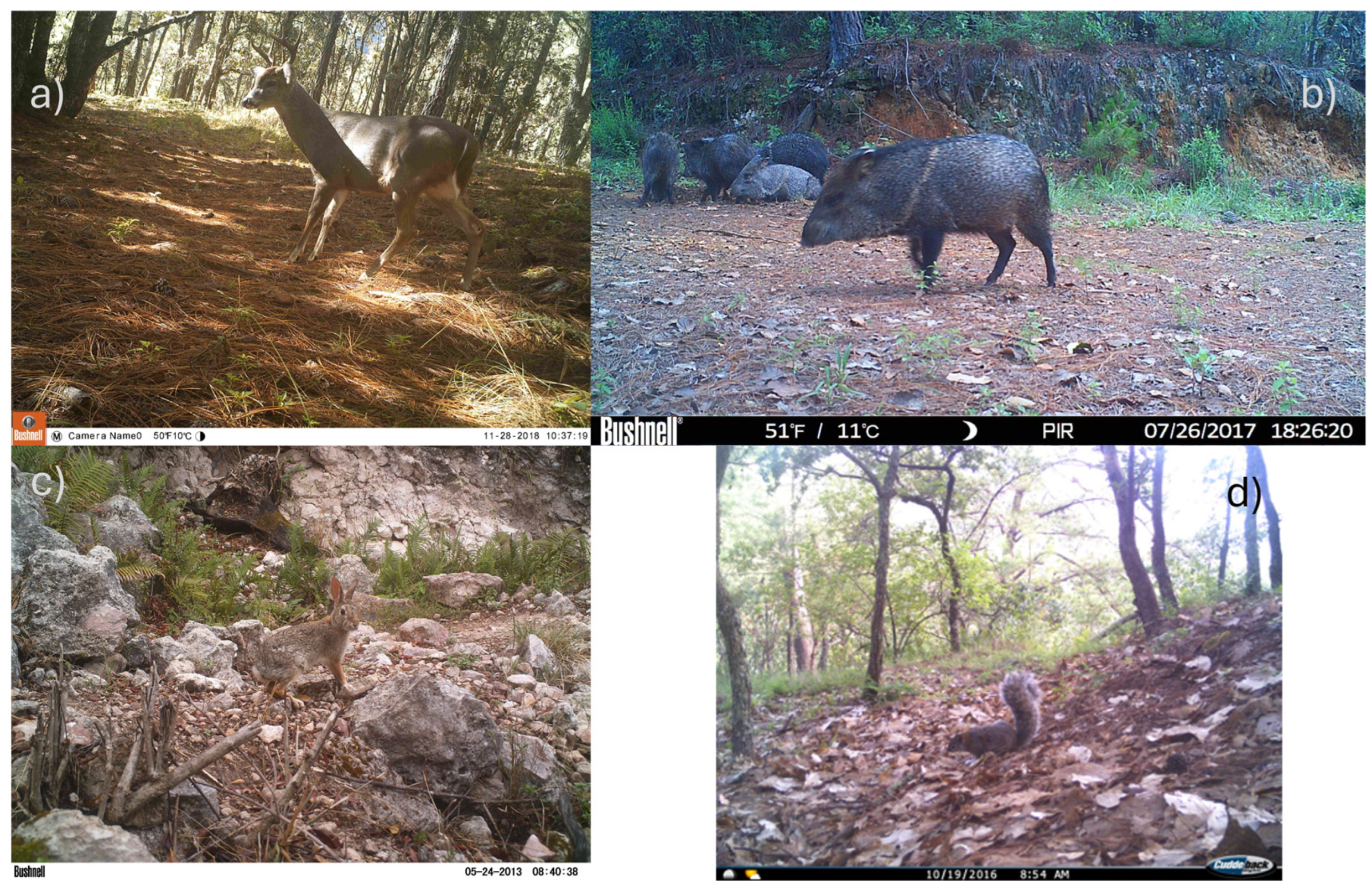 Diversity 17 00055 g003 Diversity 17 00055 g003