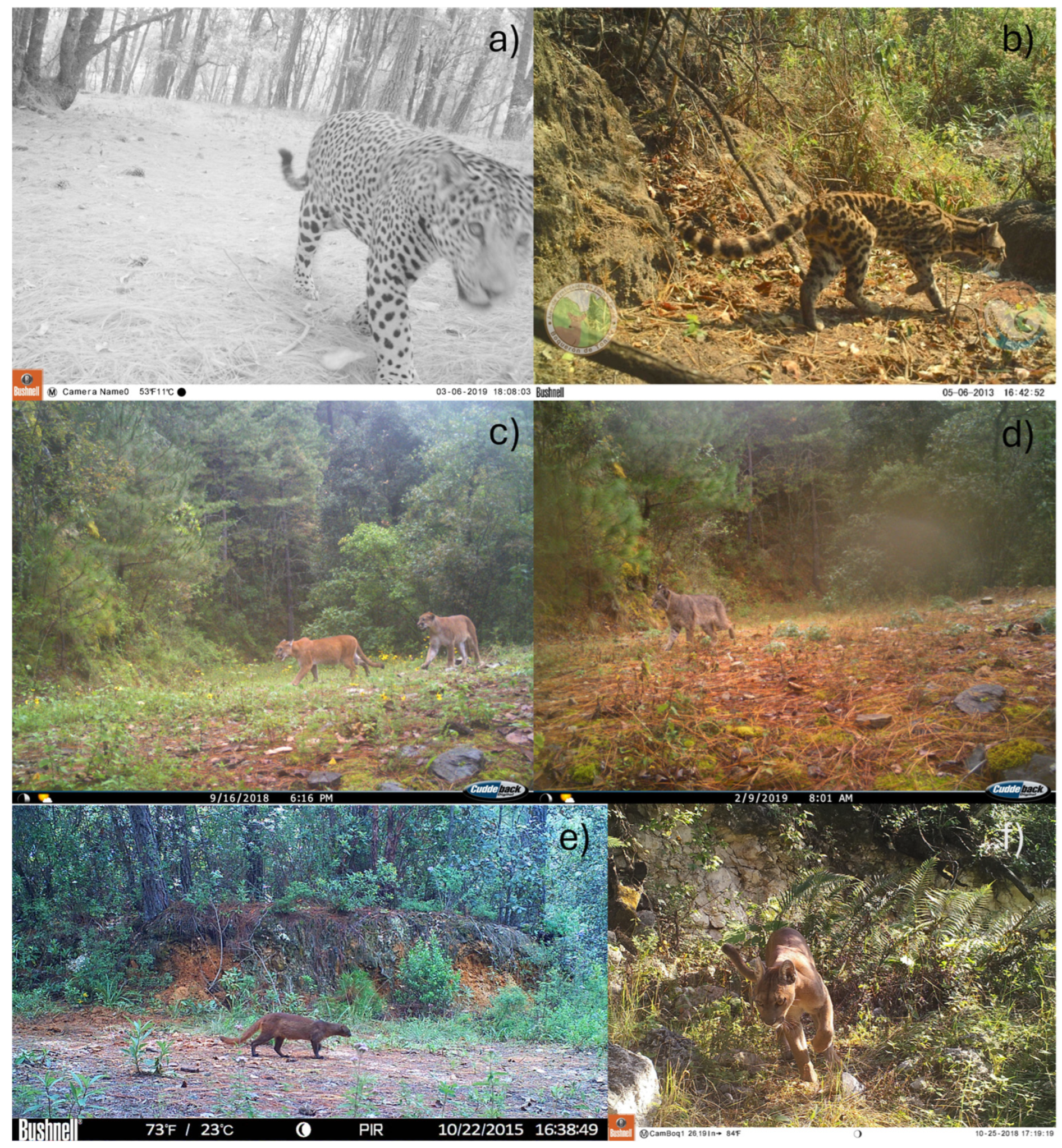 Diversity 17 00055 g004 Diversity 17 00055 g004