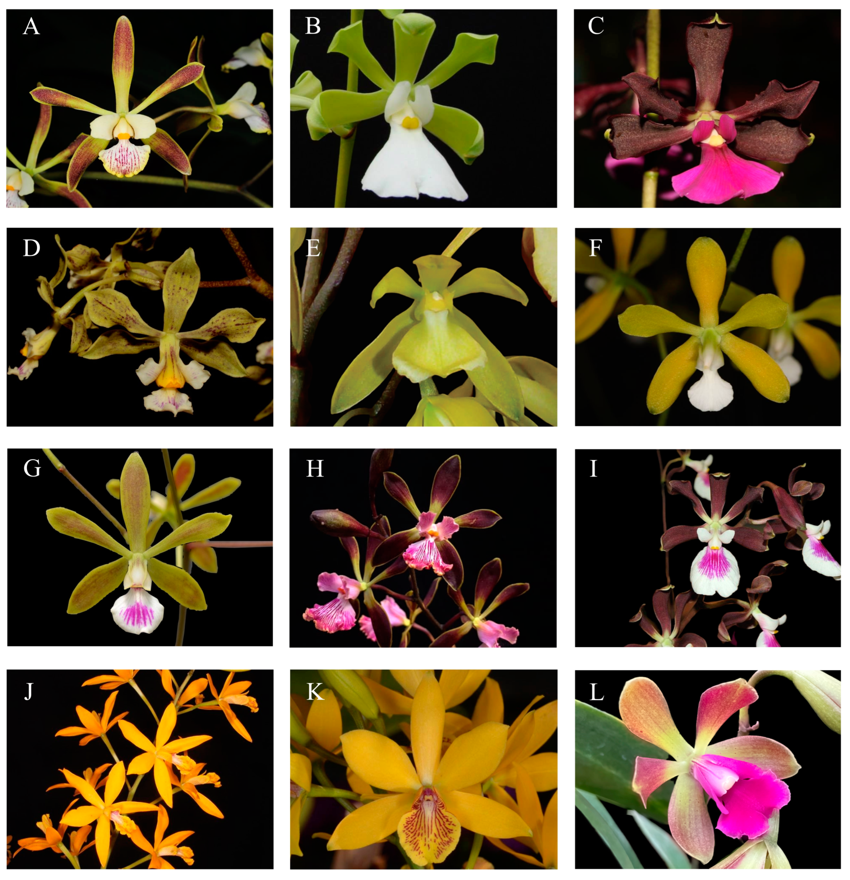 Diversity 17 00057 g0a1