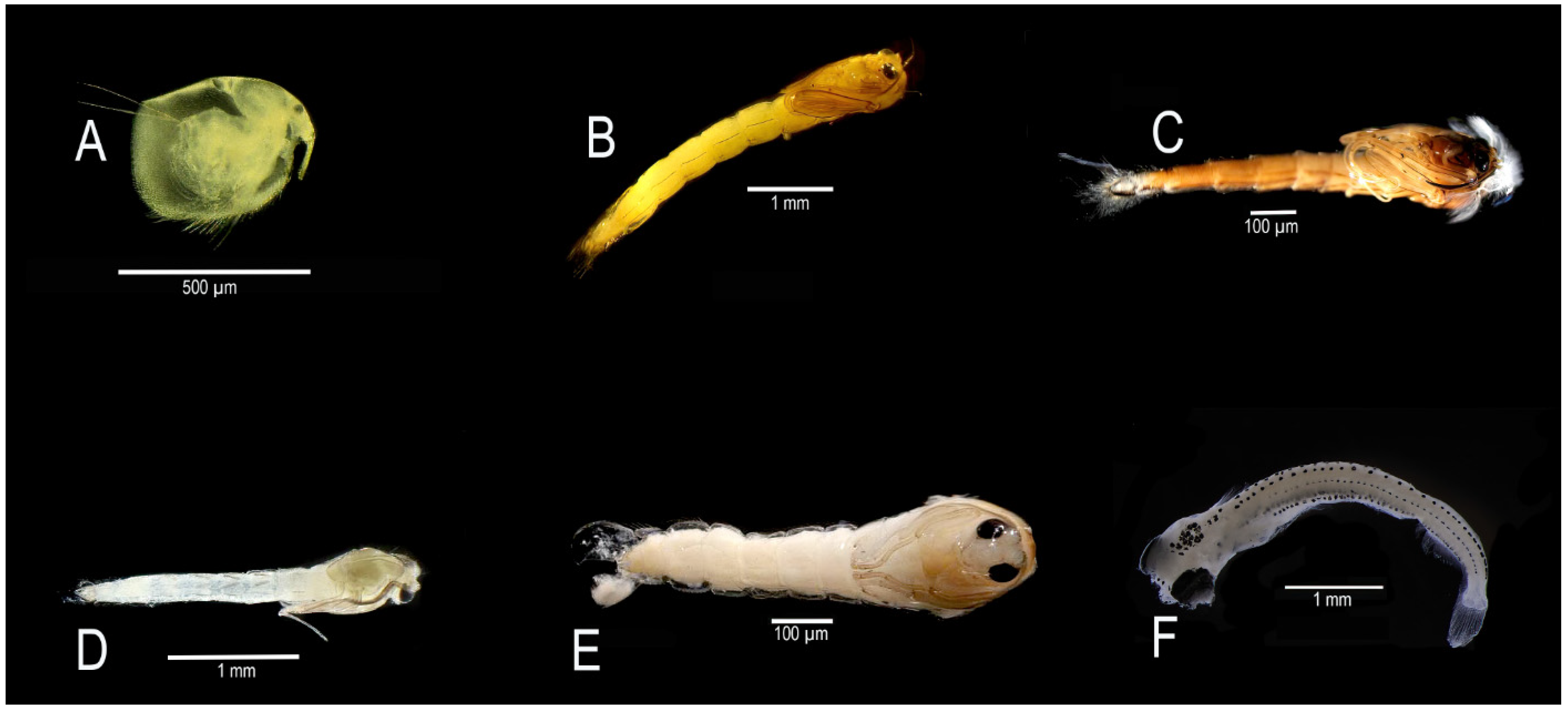 Diversity 17 00058 g006