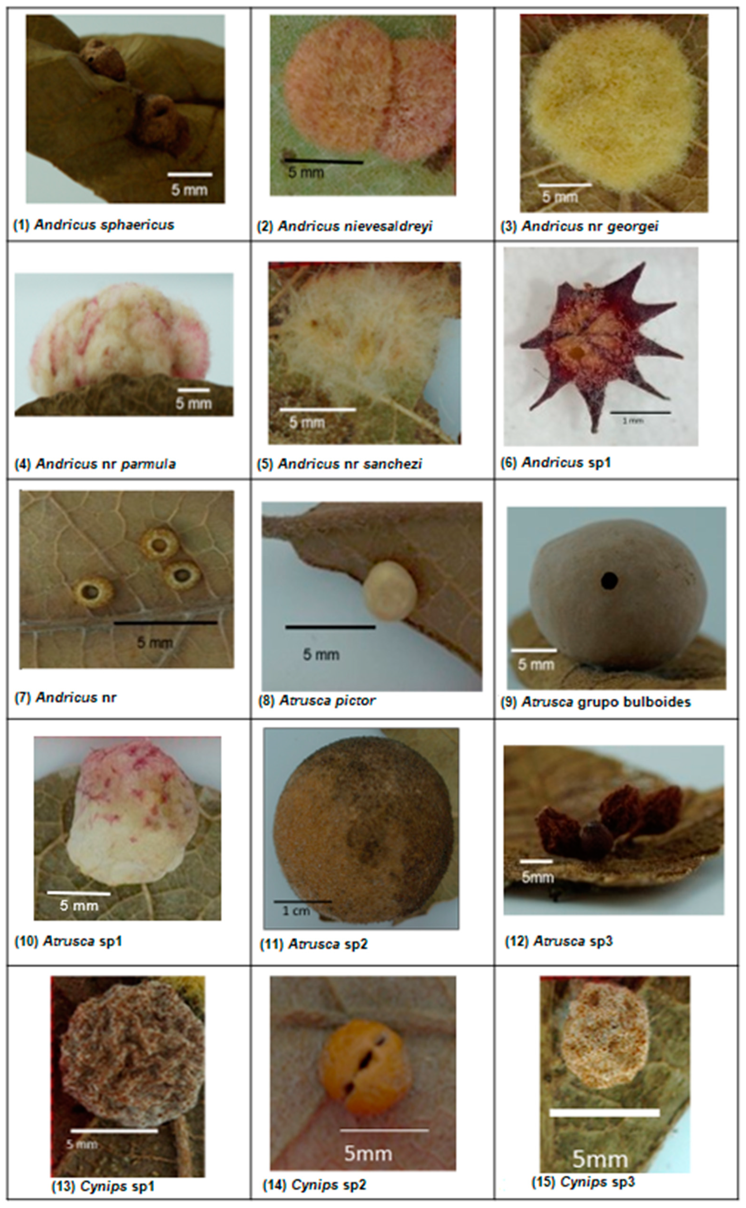 Diversity 17 00062 g001a Diversity 17 00062 g001a