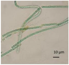 Diversity 17 00063 i004