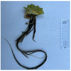 Diversity 17 00063 i007