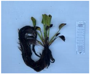 Diversity 17 00063 i009