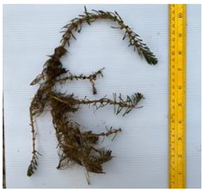 Diversity 17 00063 i010