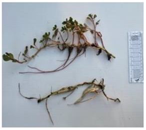 Diversity 17 00063 i011