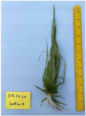 Diversity 17 00063 i013