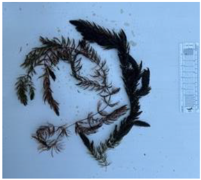 Diversity 17 00063 i015