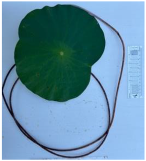 Diversity 17 00063 i018