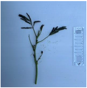 Diversity 17 00063 i019