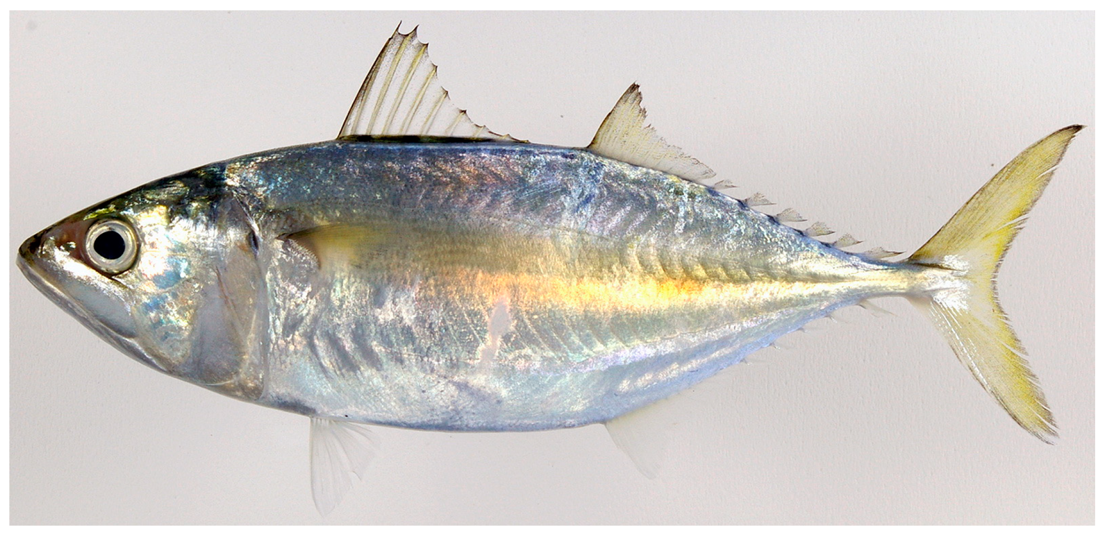 Diversity 17 00072 g003