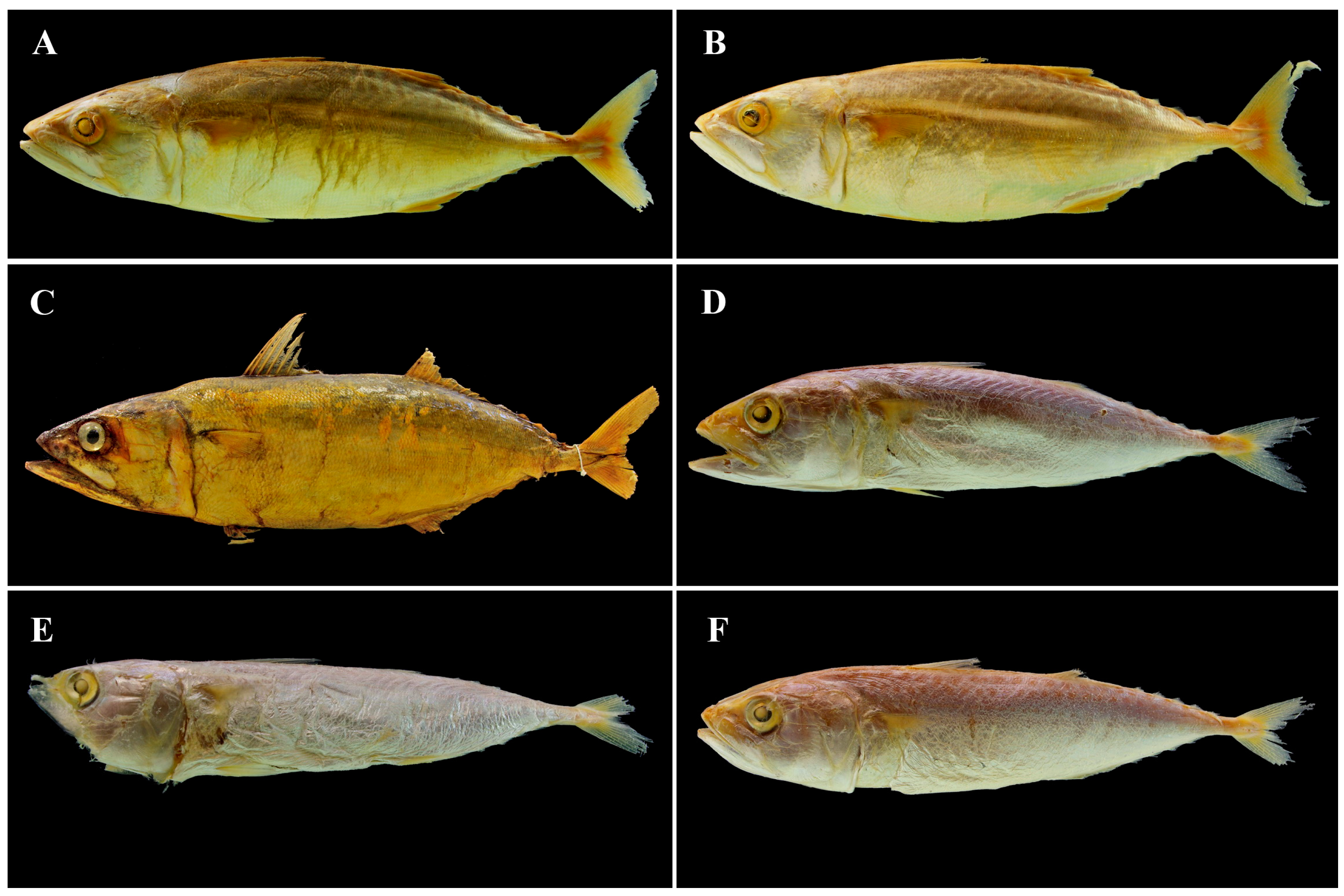 Diversity 17 00072 g005