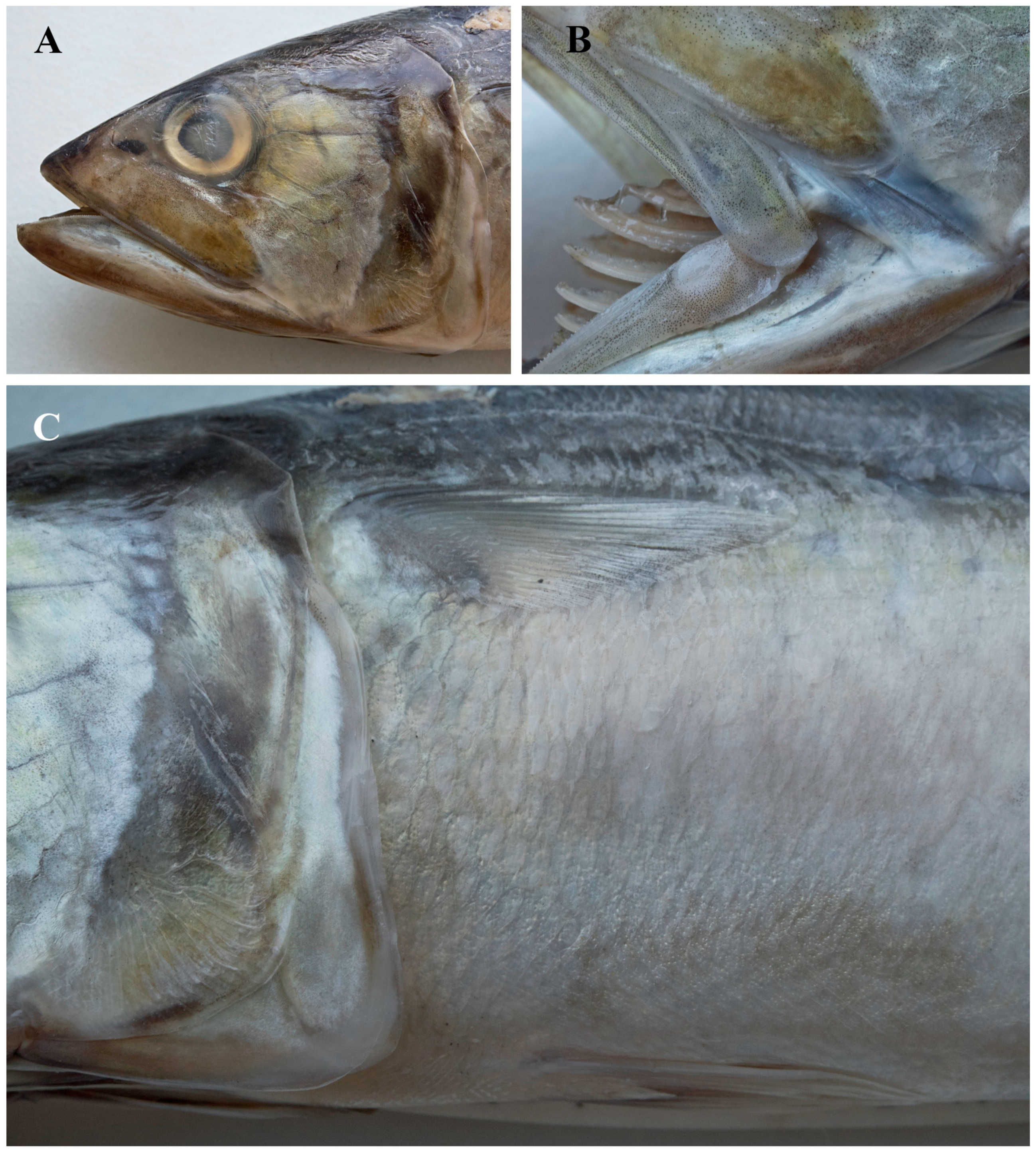 Diversity 17 00072 g006