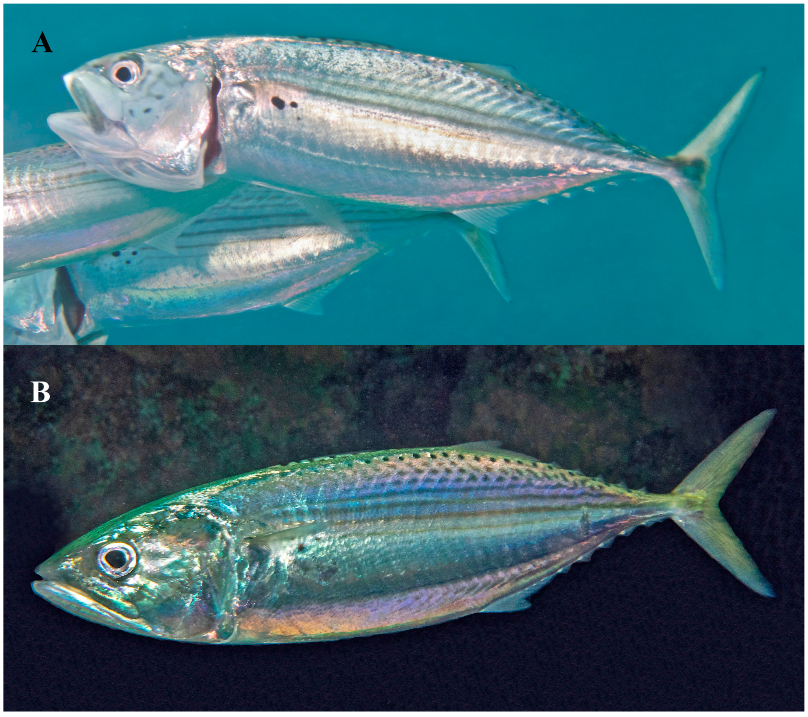 Diversity 17 00072 g007