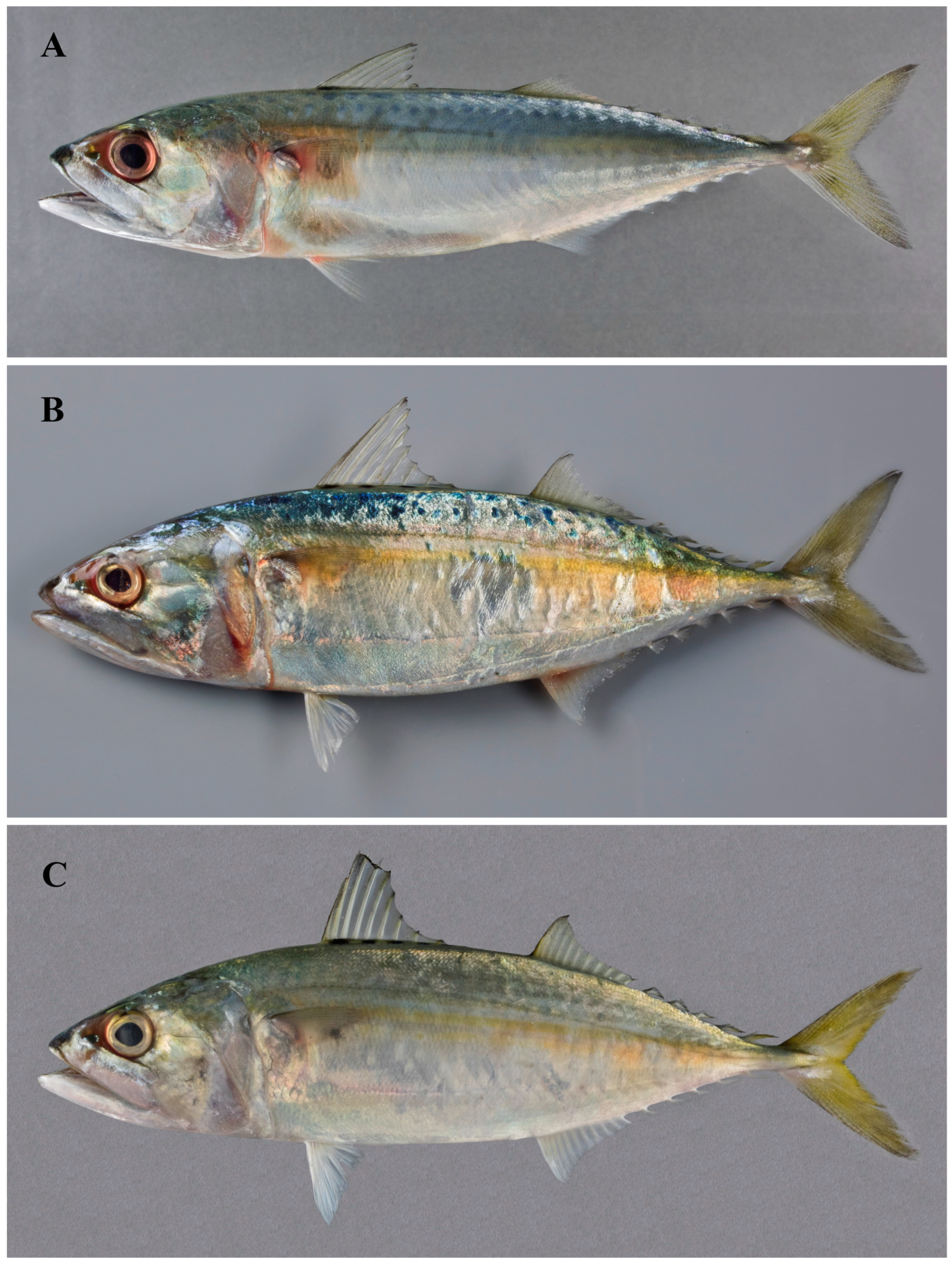 Diversity 17 00072 g008