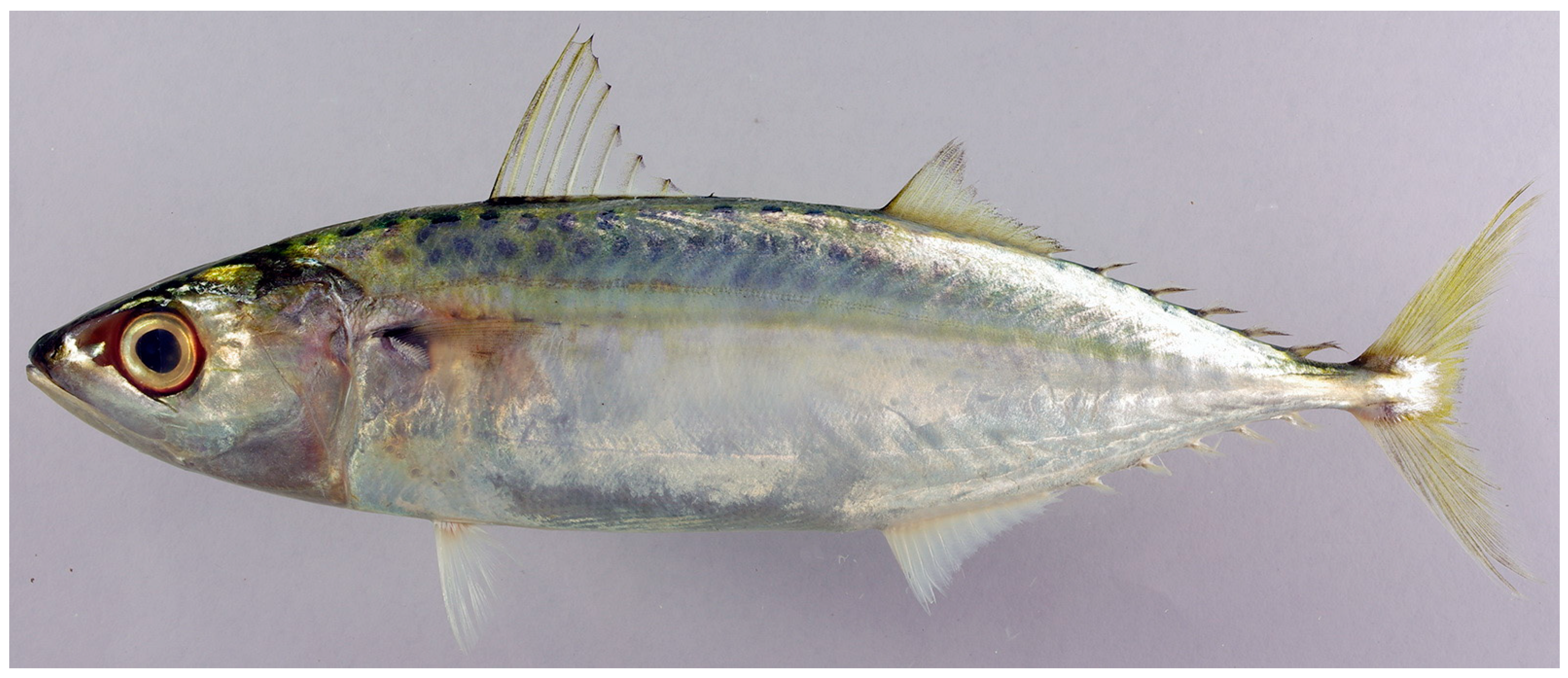 Diversity 17 00072 g009