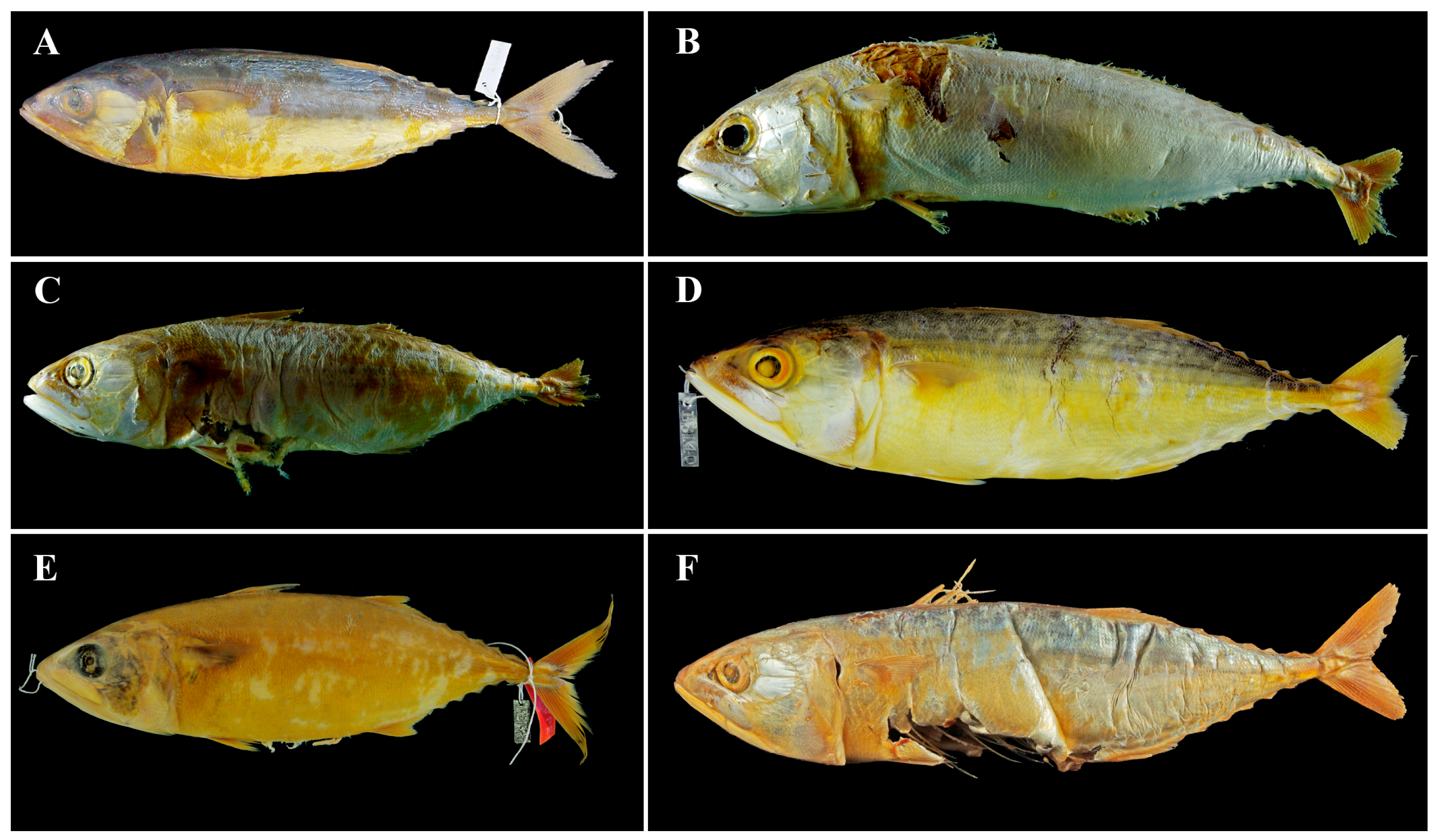 Diversity 17 00072 g010