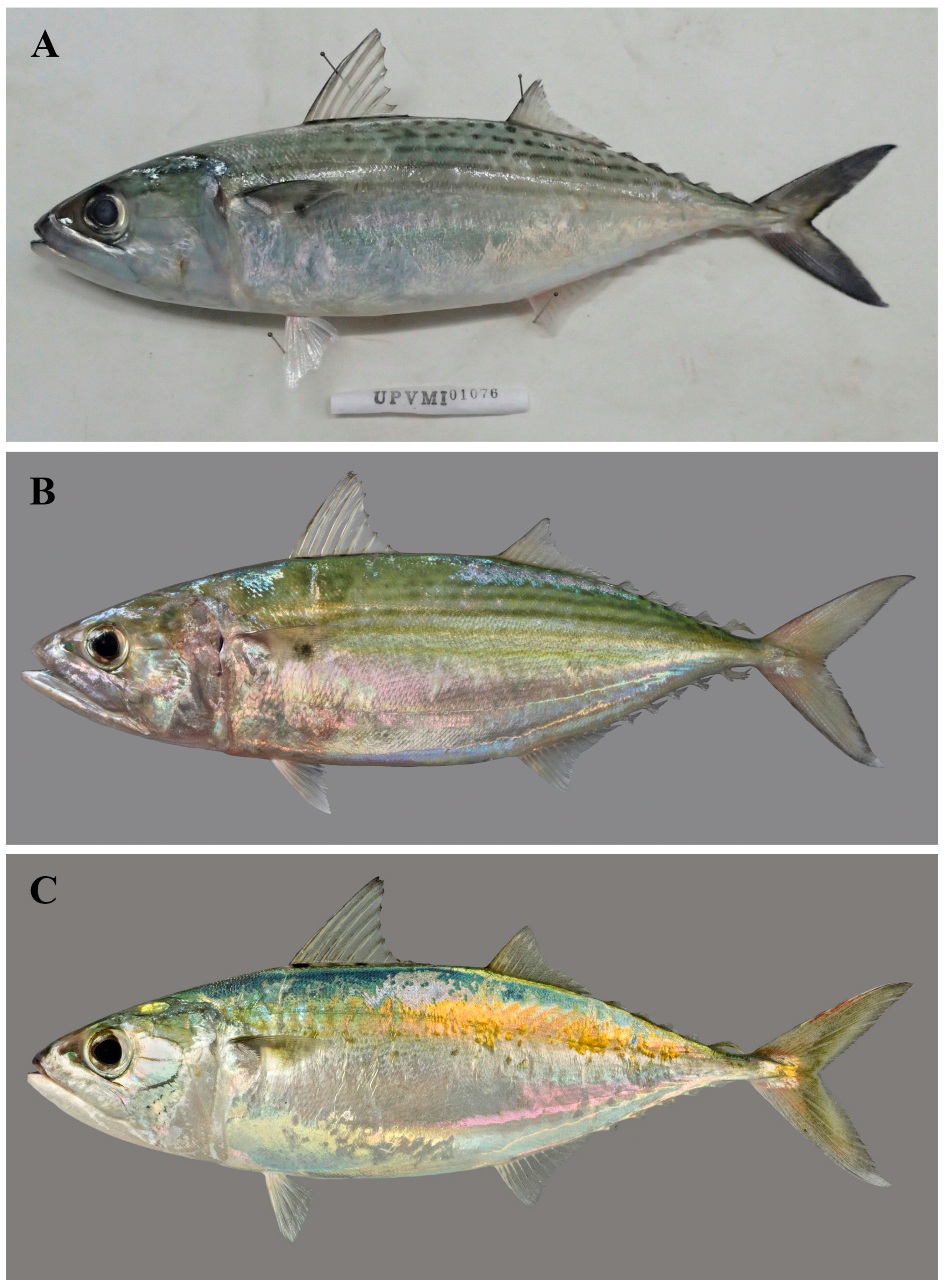 Diversity 17 00072 g011