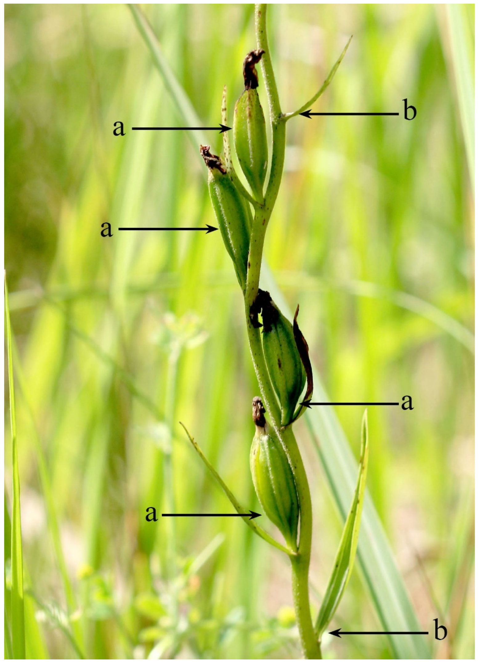 Diversity 17 00073 g001