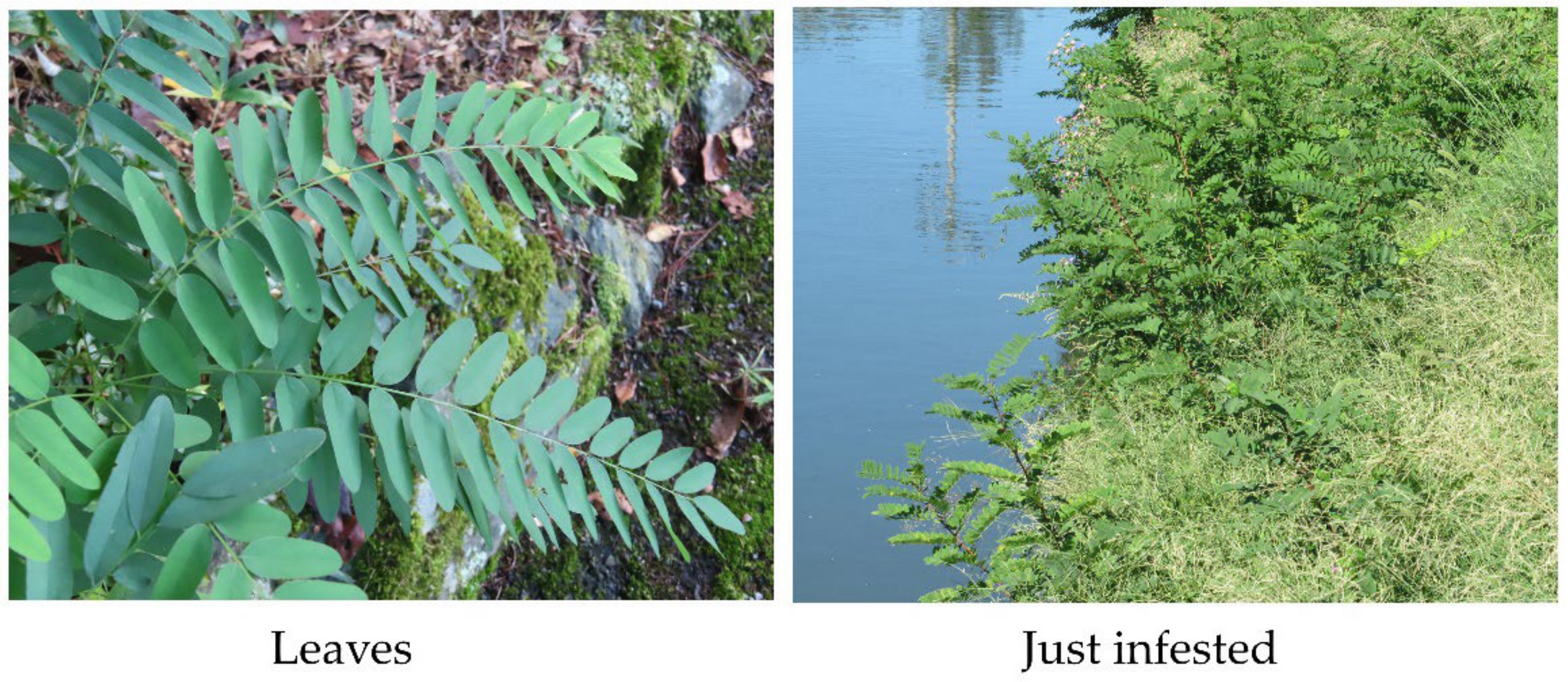 Diversity 17 00076 g001