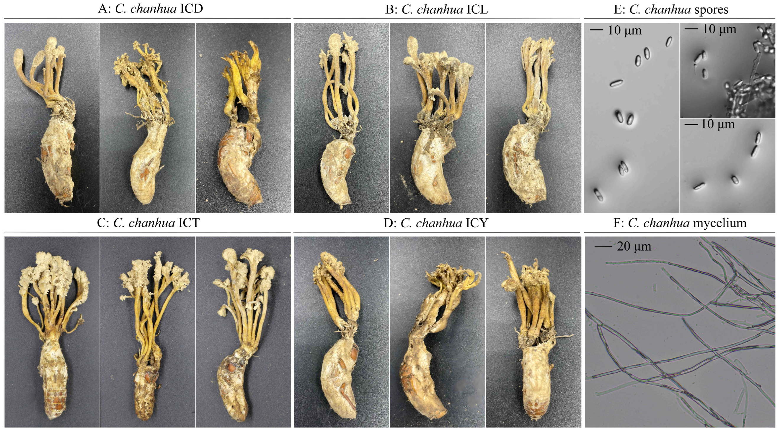 Genetic Diversity Analysis of Wild Cordyceps chanhua