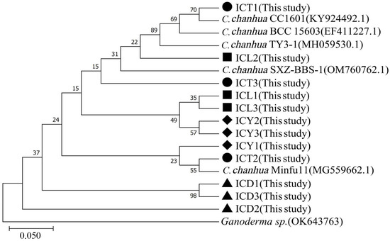 Genetic Diversity Analysis of Wild Cordyceps chanhua
