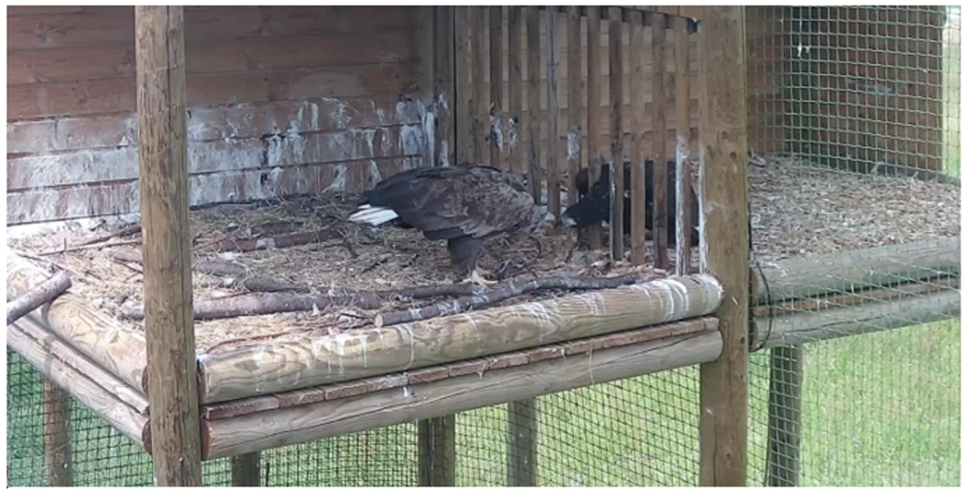 Diversity 17 00089 g003