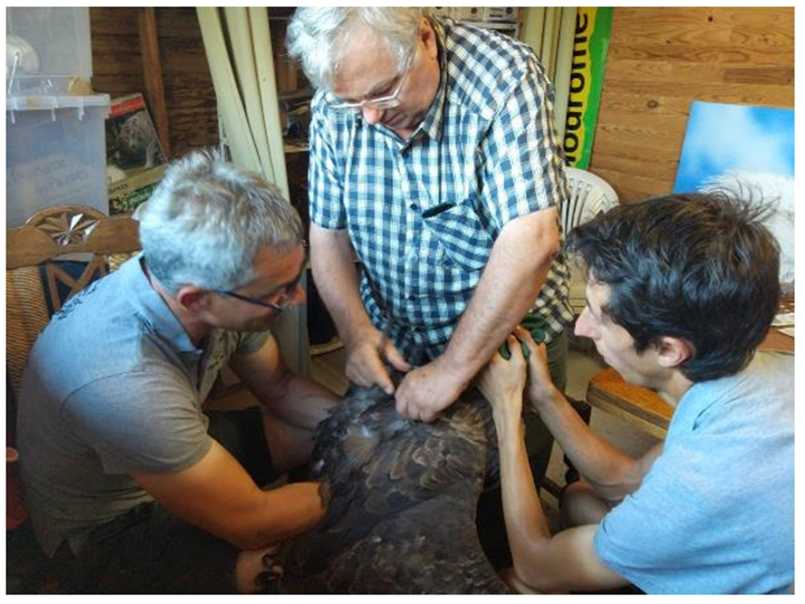 Diversity 17 00089 g005