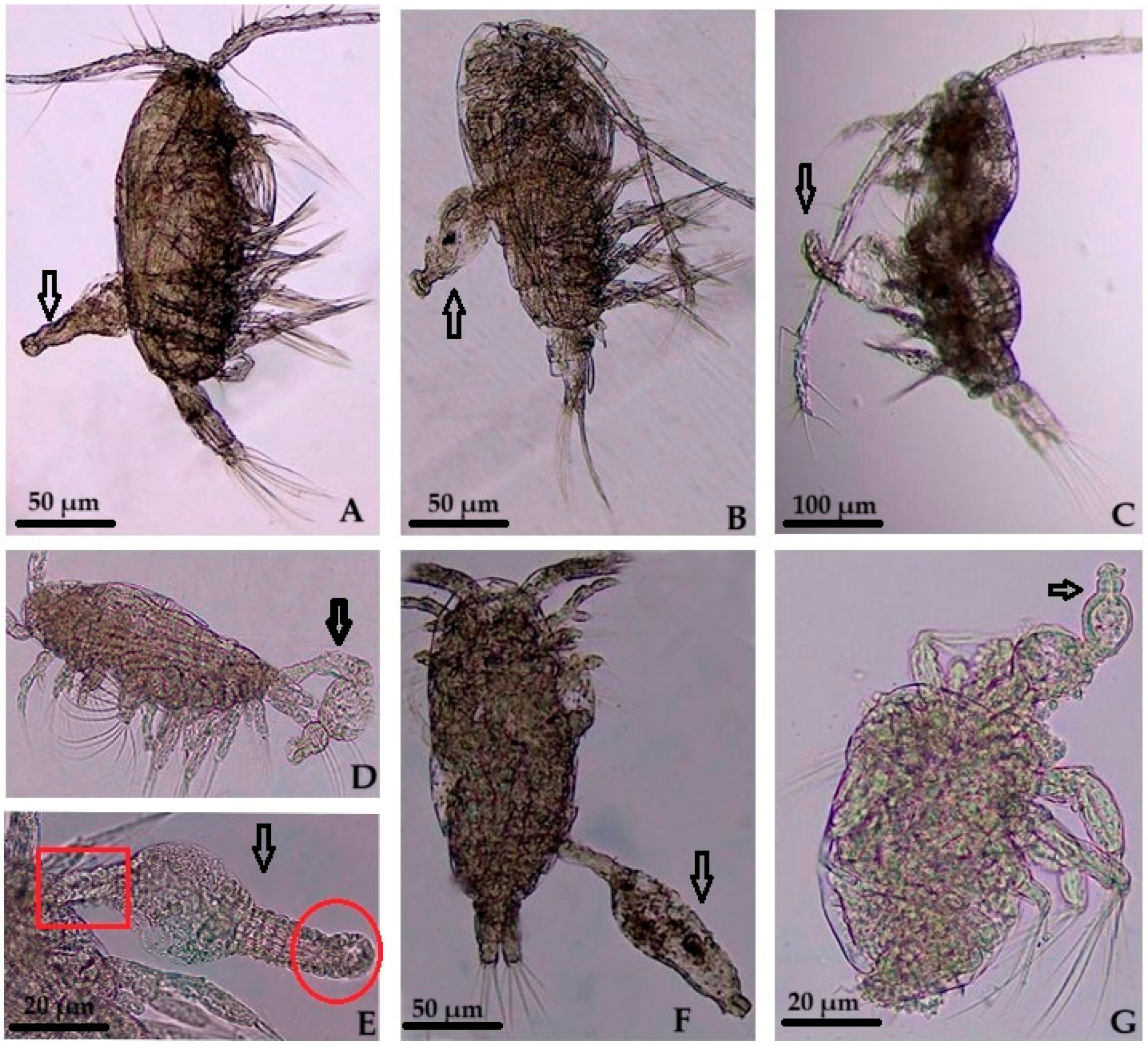 Diversity 17 00091 g002a Diversity 17 00091 g002a