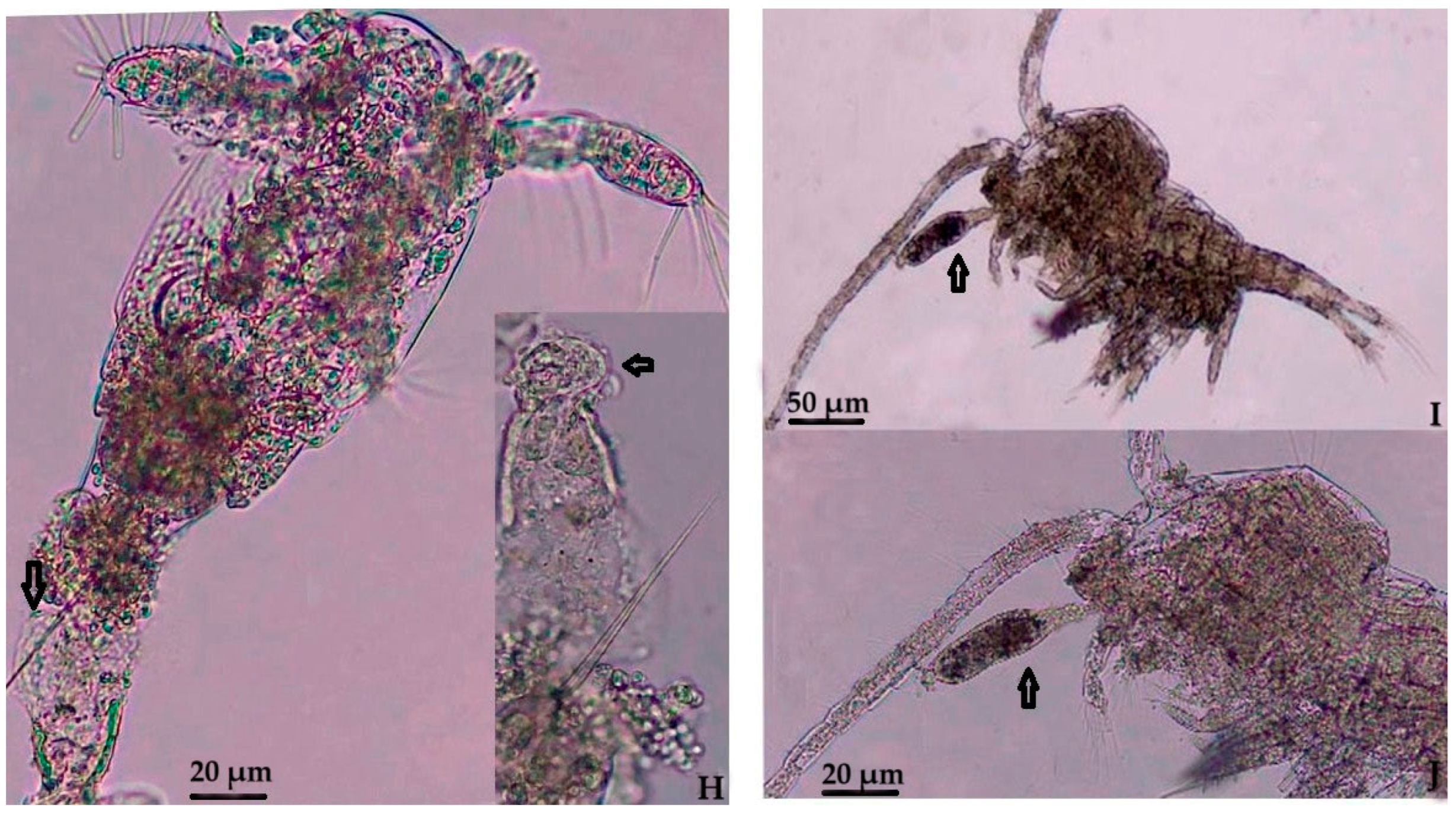 Diversity 17 00091 g002b Diversity 17 00091 g002b