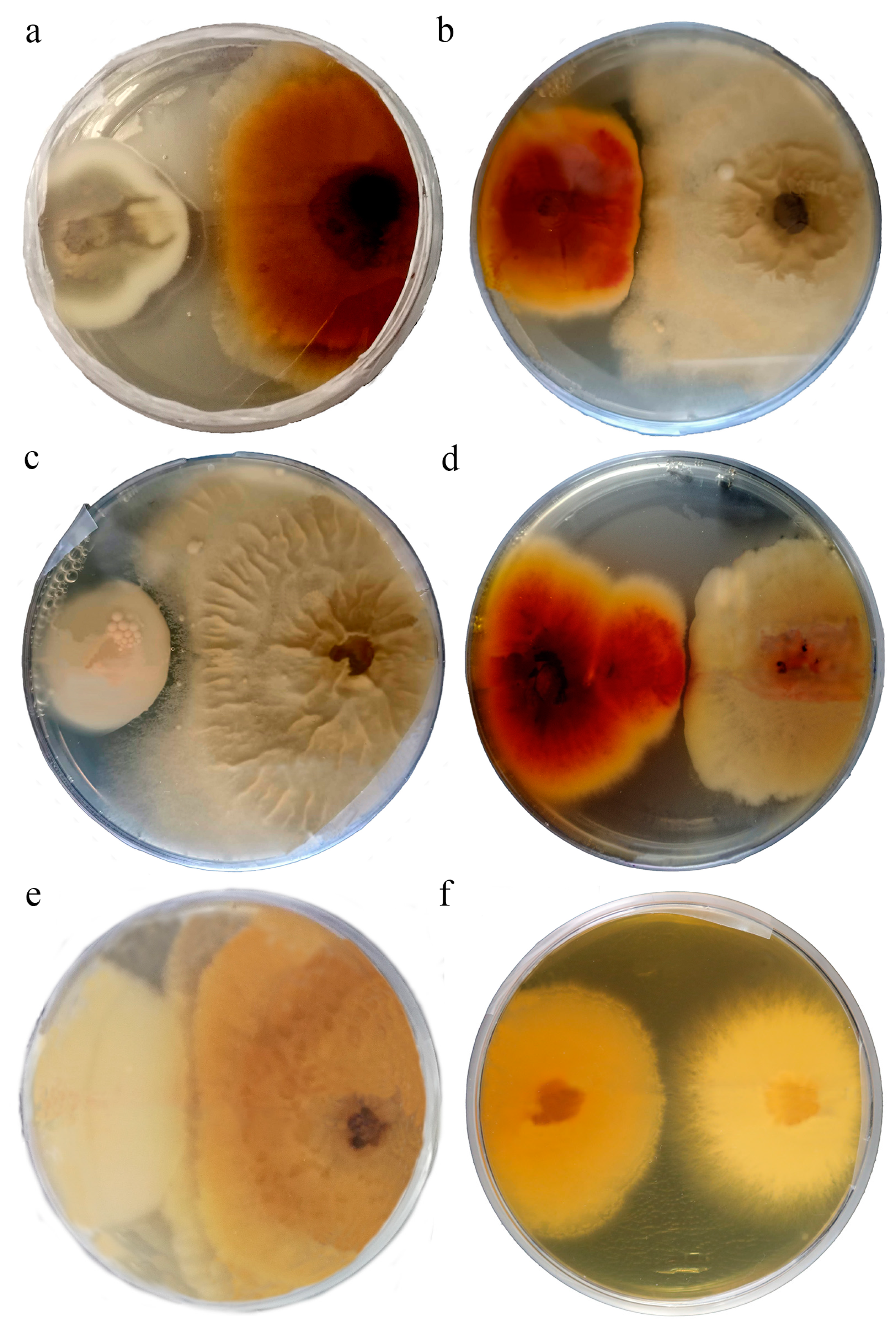 Diversity 17 00094 g002