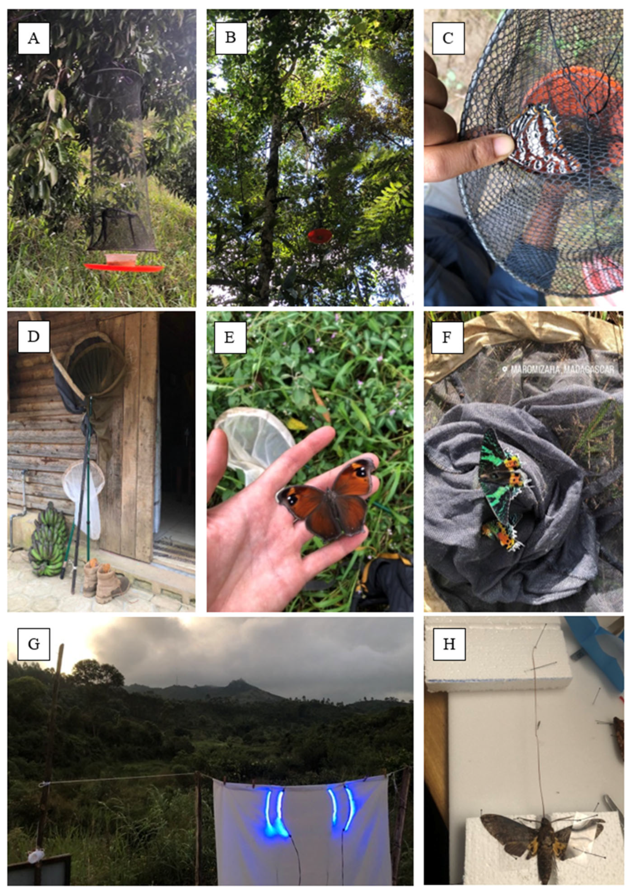 Diversity 17 00095 g003