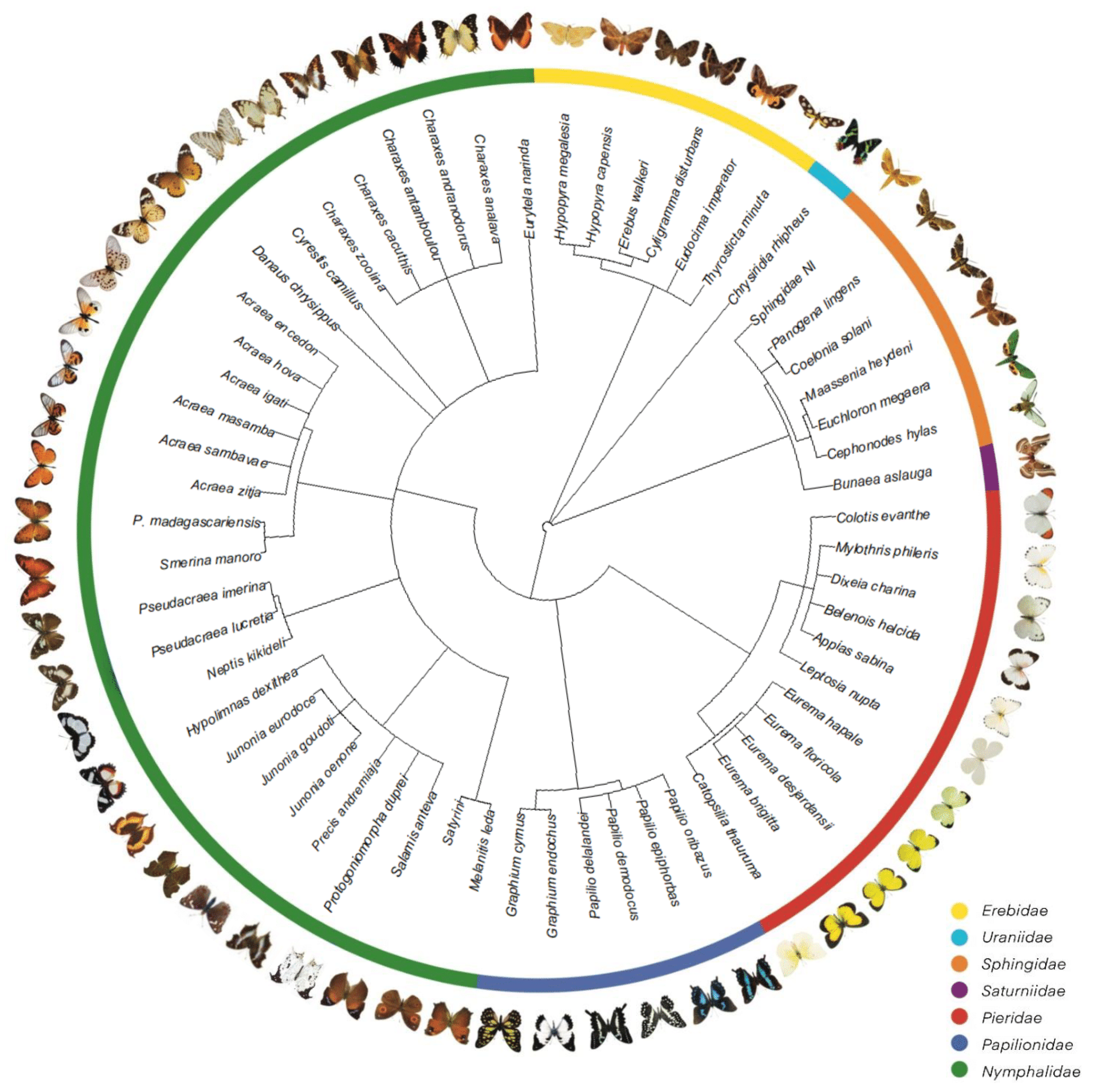 Diversity 17 00095 g004