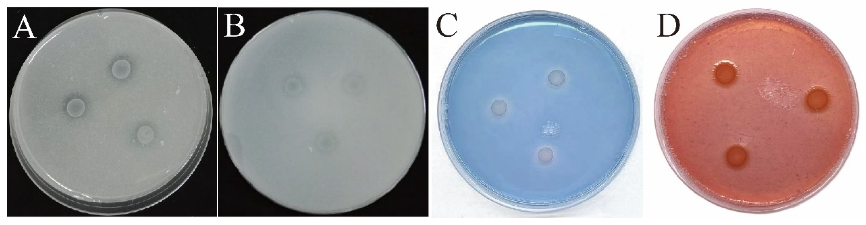 Diversity 17 00098 g003
