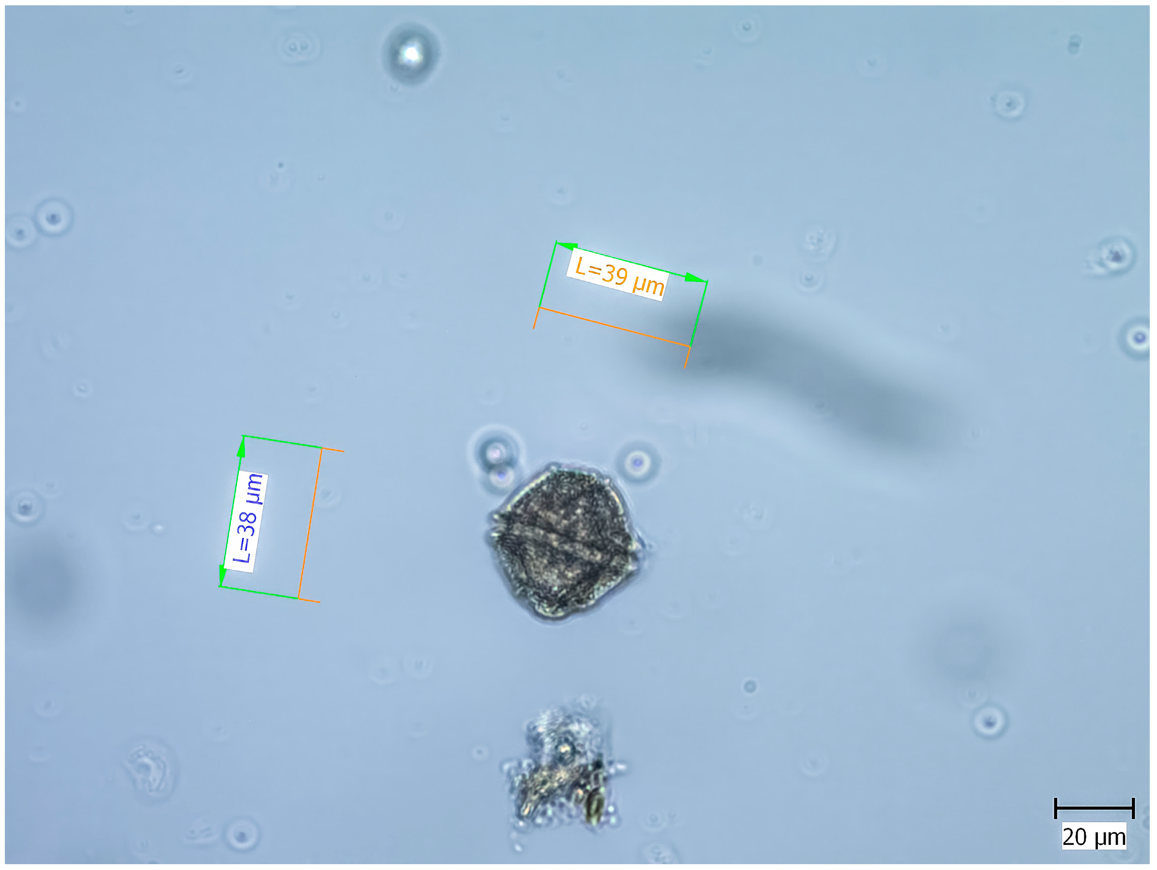 Diversity 17 00105 g002