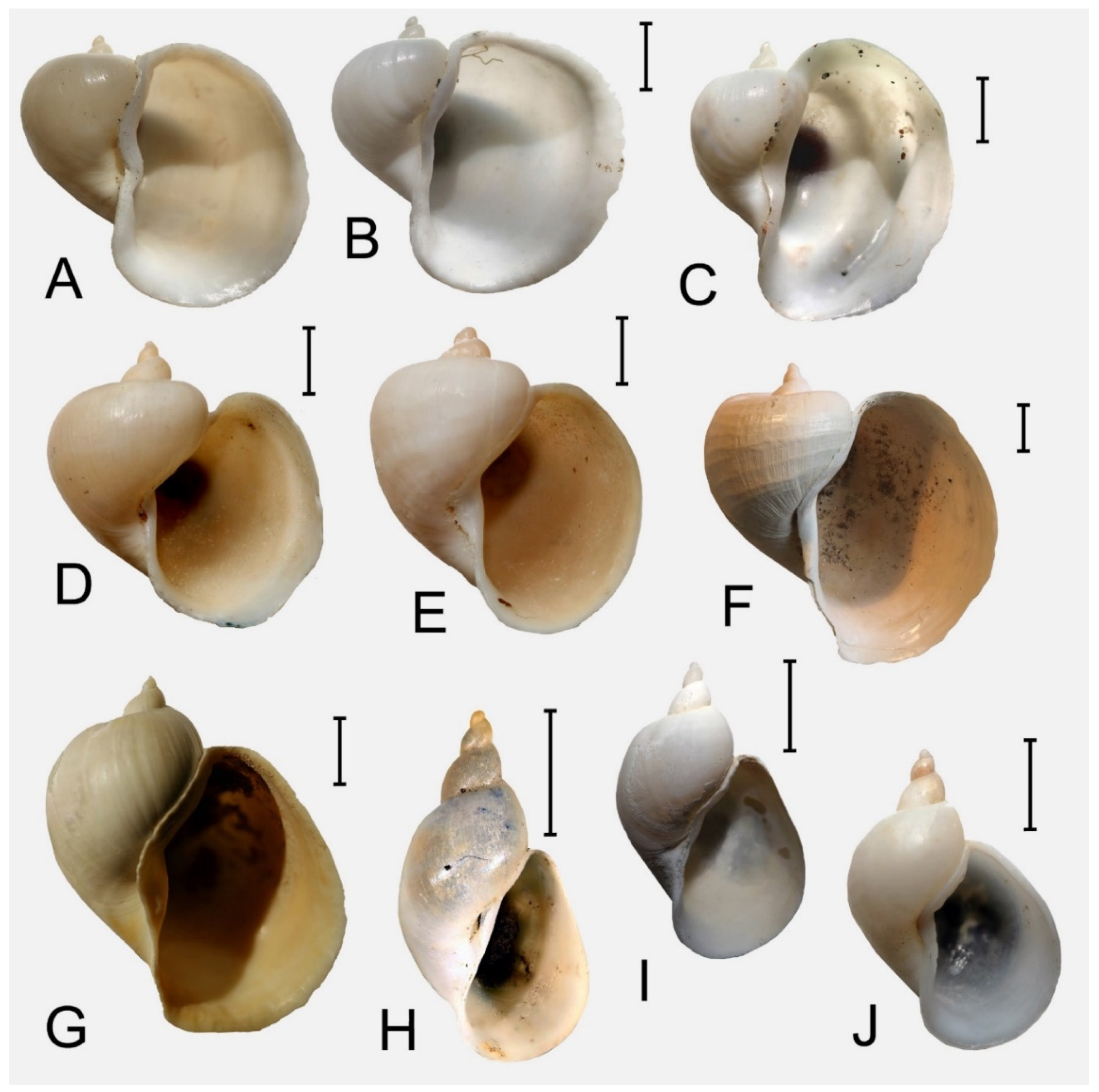 Diversity 17 00112 g005 Diversity 17 00112 g005